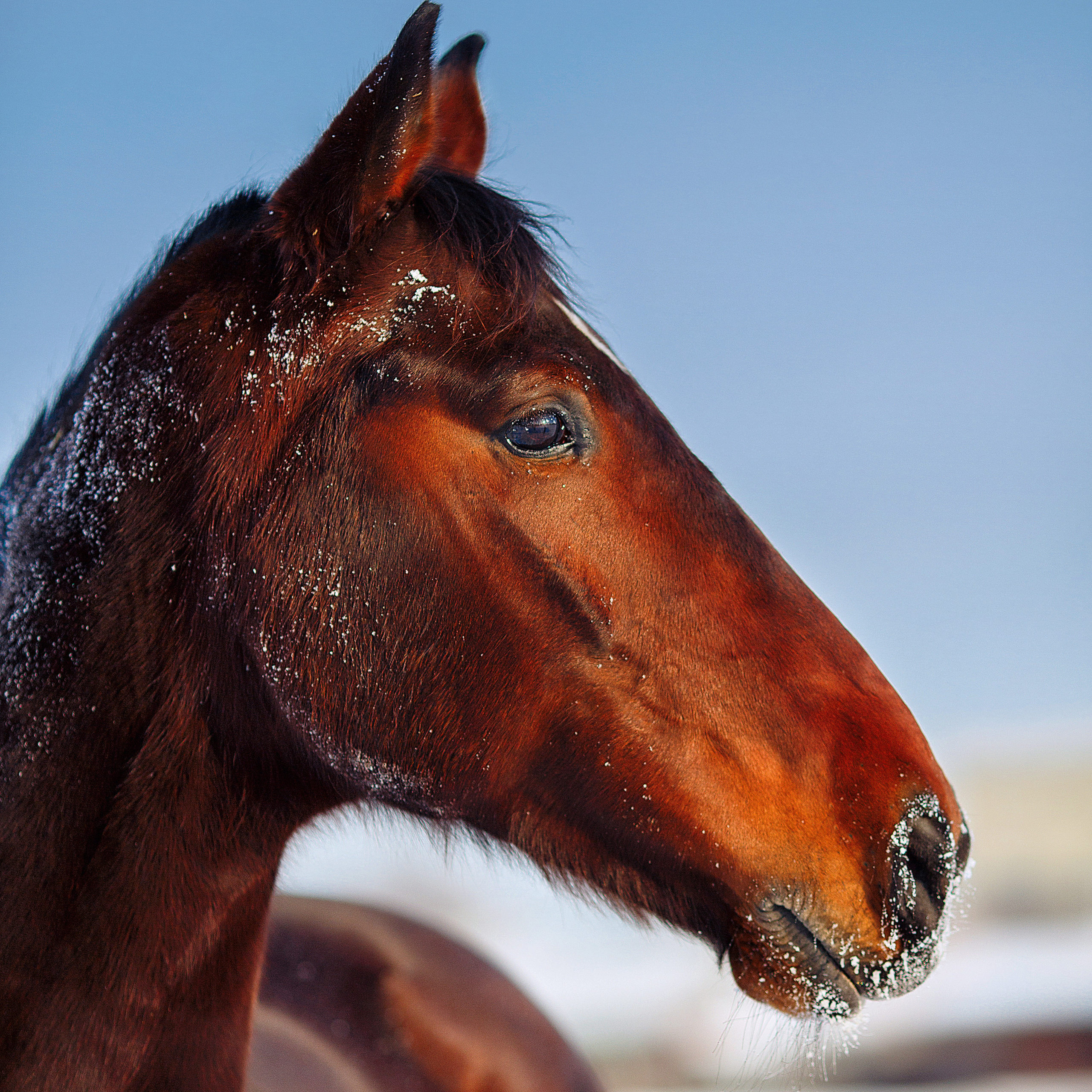 Отзывы. Конный фотограф в Благовещенске-Мария Балабанова