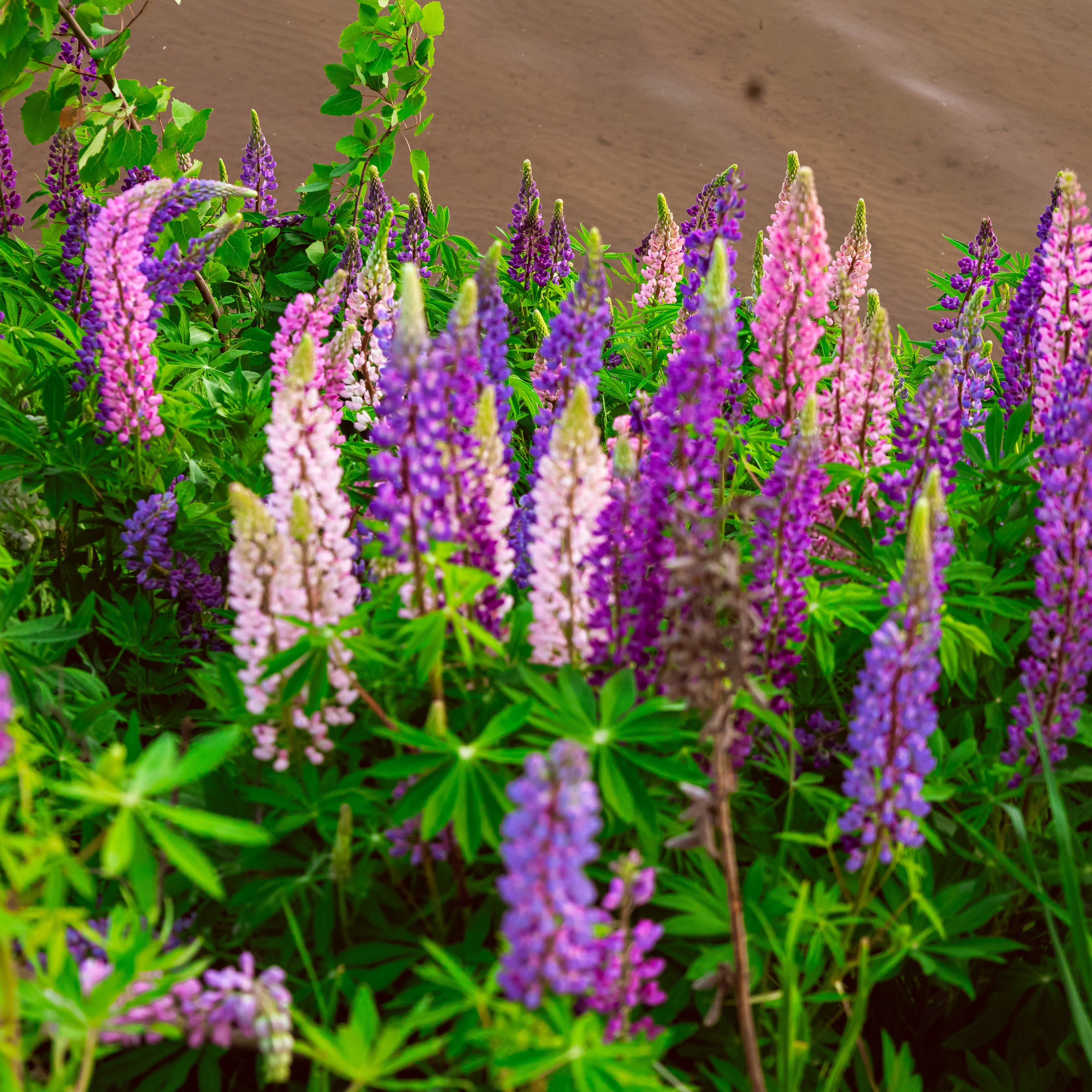 Алена. Люпины в карьере