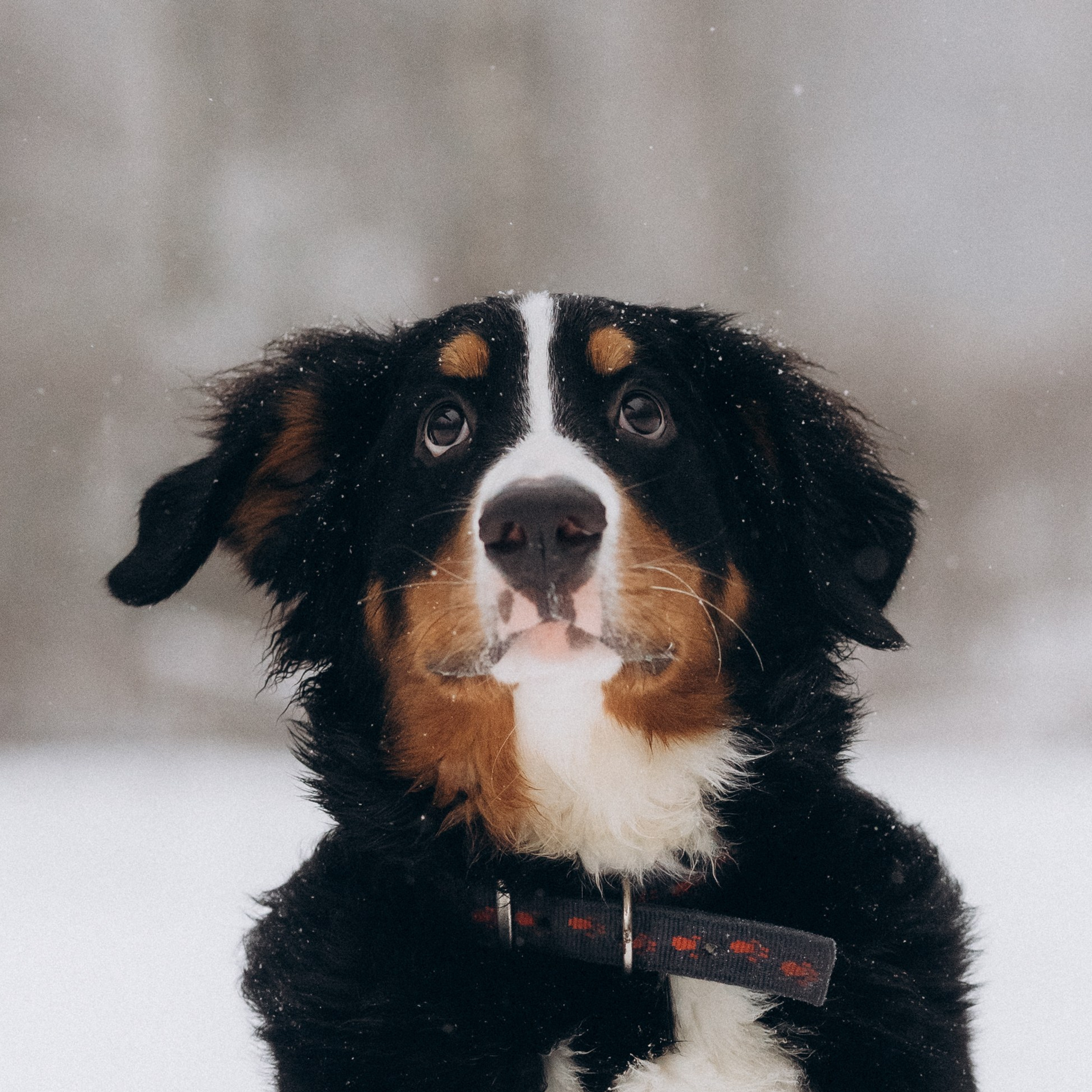 Отзывы. Фотограф-анималист в Москве Кириллова Татьяна