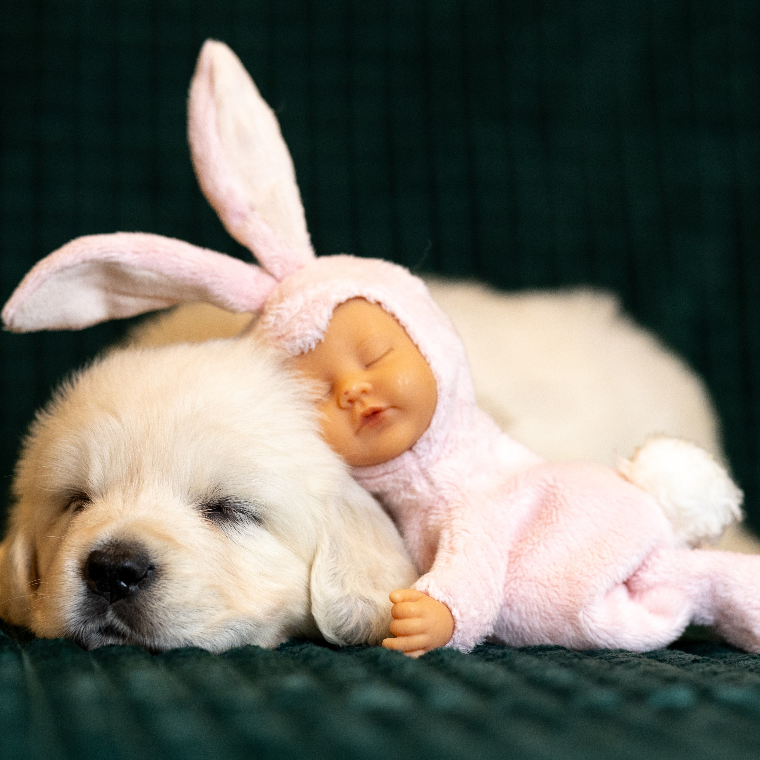 Отзывы. Фотограф-анималист в Москве Кириллова Татьяна