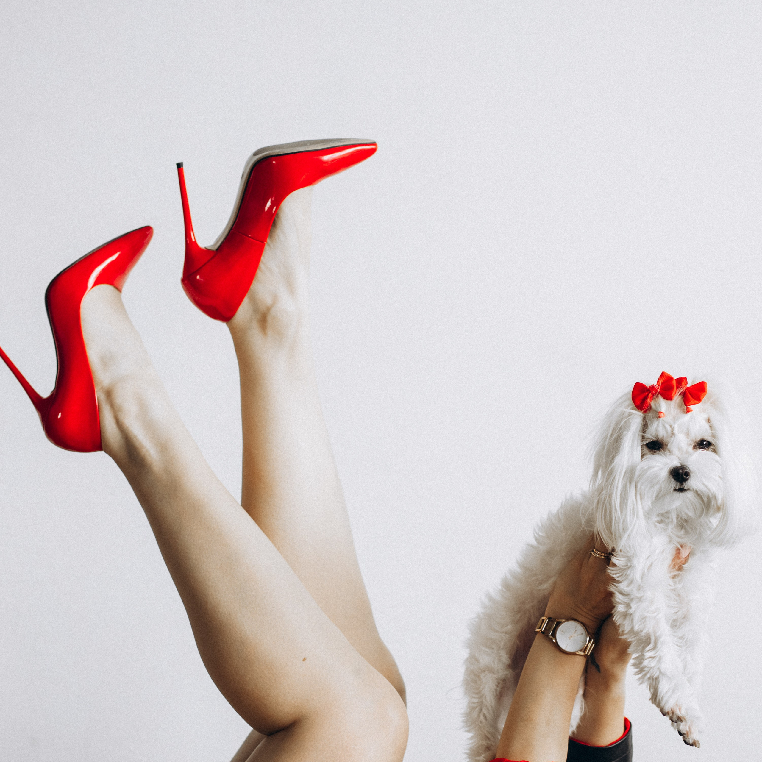 Отзывы. Фотограф-анималист в Москве Кириллова Татьяна