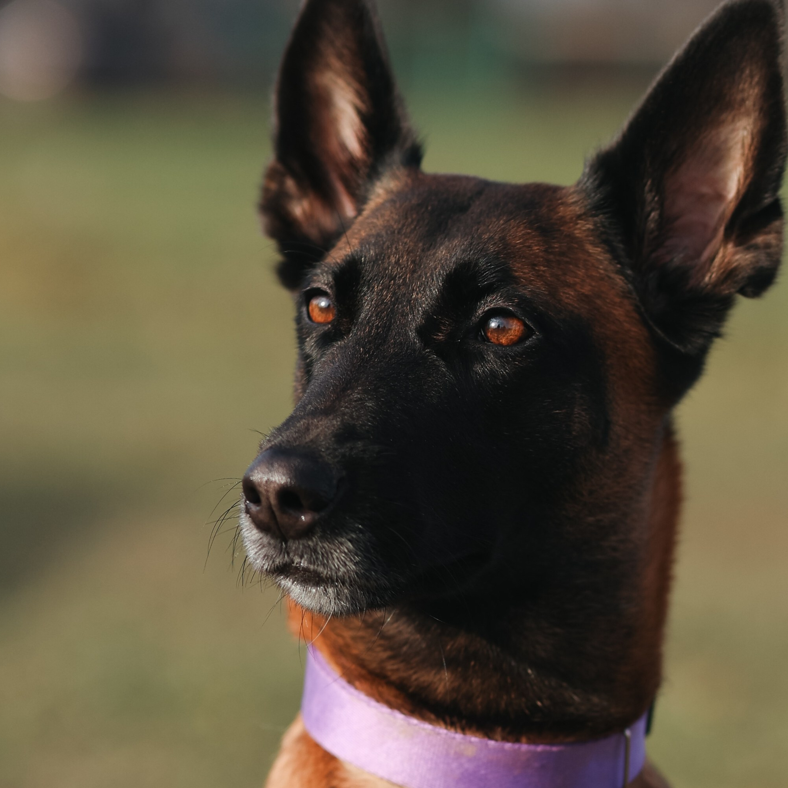 Соревнования BH