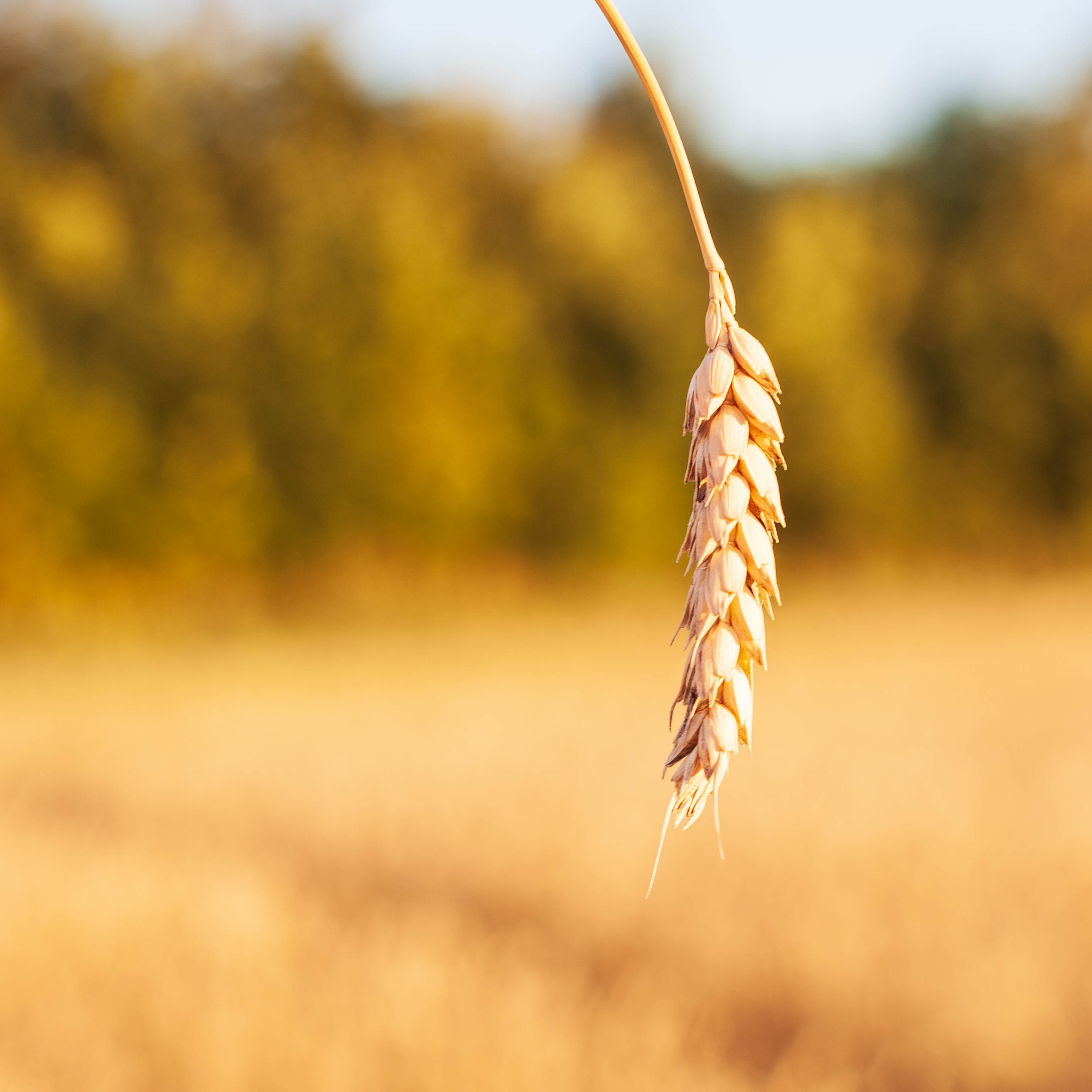 Отзывы. Свадебный и портретный фотограф Воронеж Галя Серватович