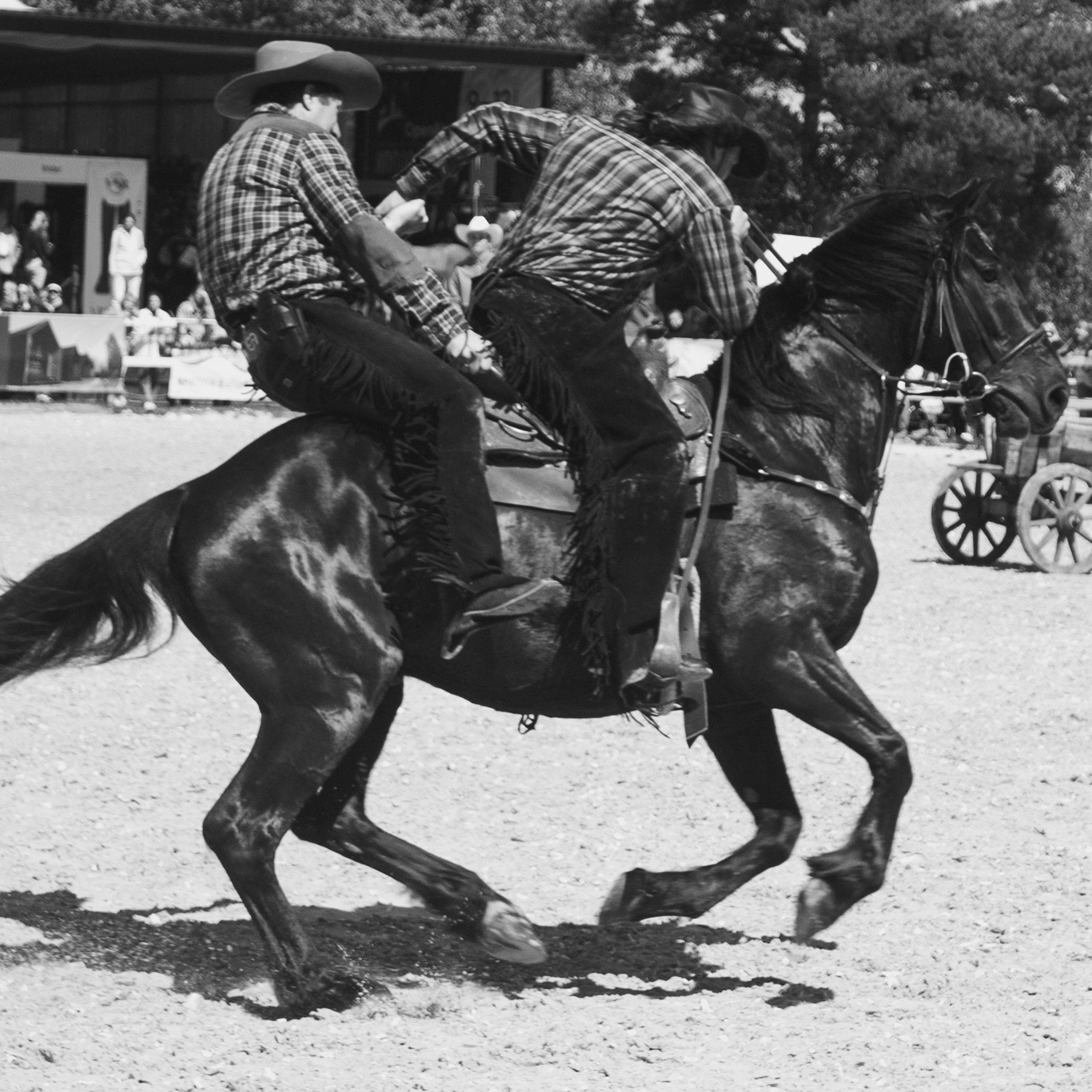 Фотограф — анималист Алина Чебулаева. Фотограф — анималист Алина Чебулаева г. Находка
