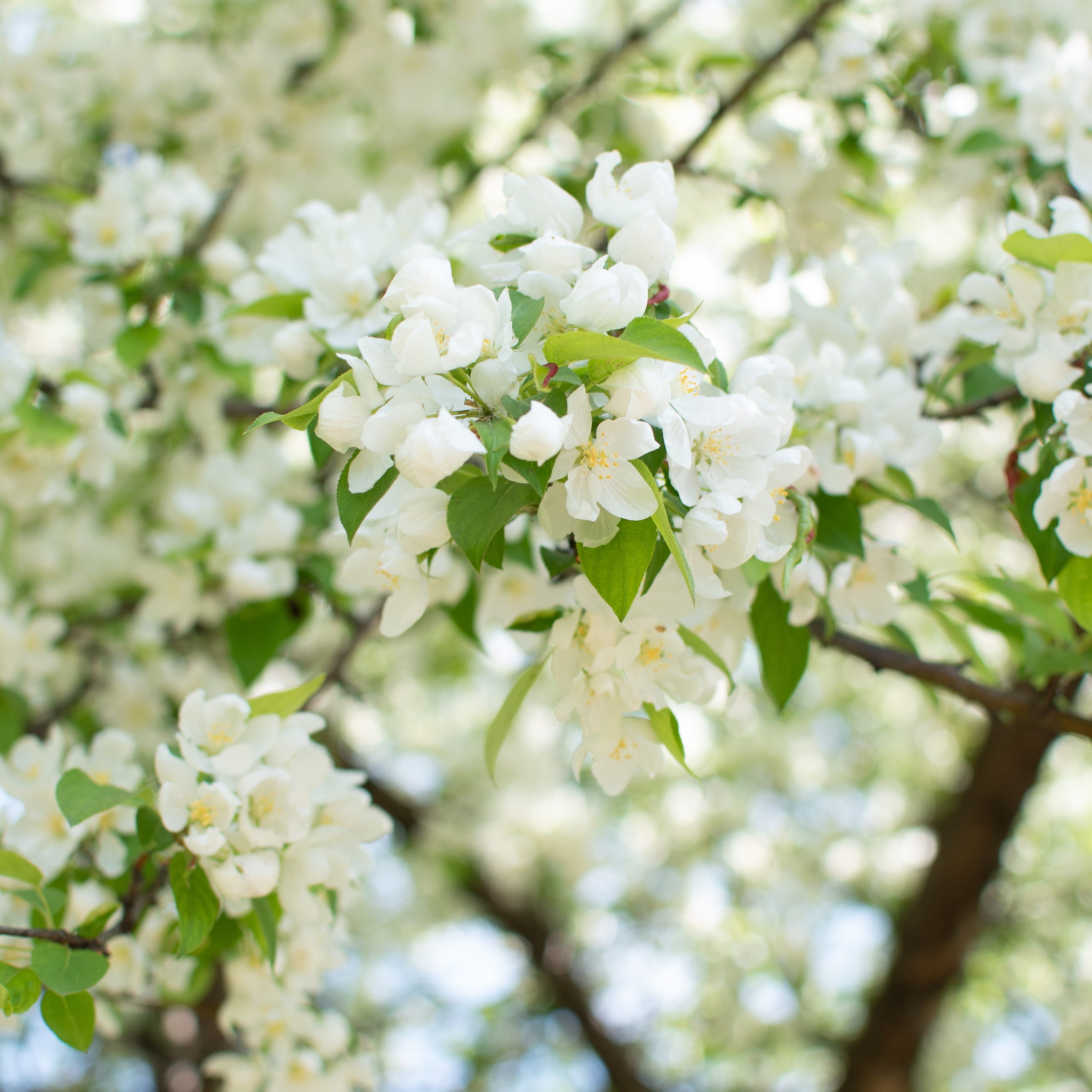Отзывы. Фотограф новорожденных Новокузнецк Анастасия Волгова