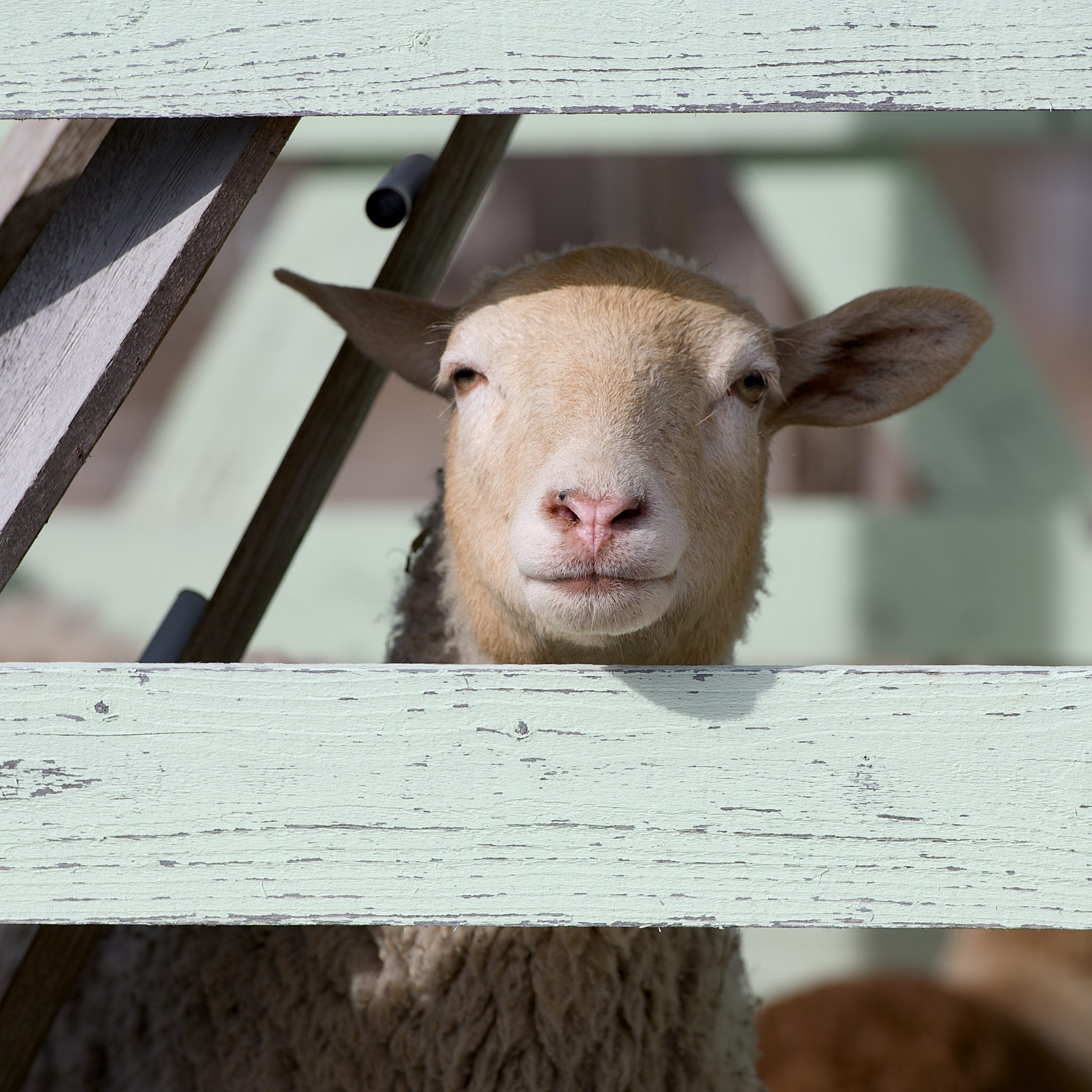 Отзывы. Фотостудия Studio419 в Петергофе. Пространство для творчества