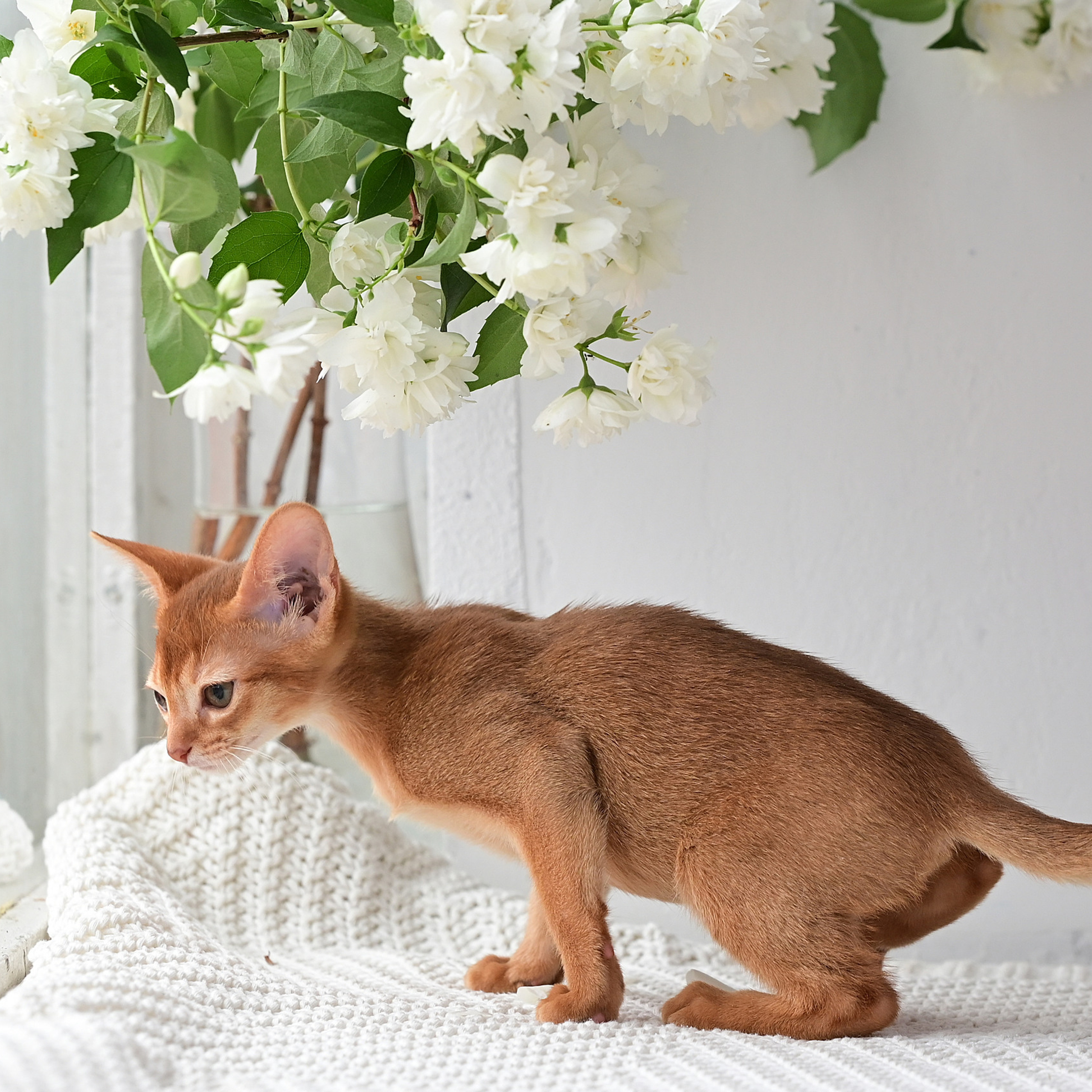 Отзывы. Фотостудия Studio419 в Петергофе. Пространство для творчества