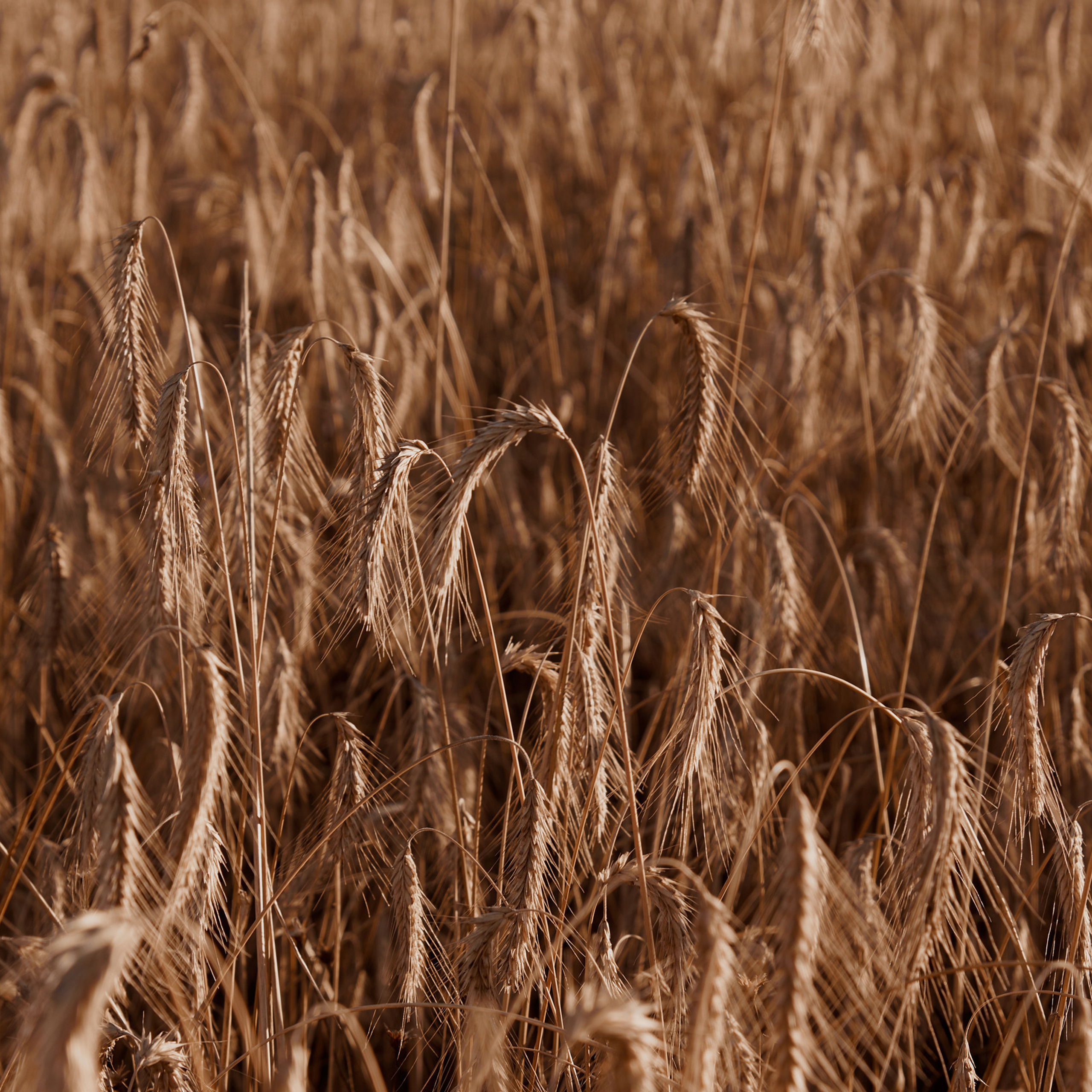Отзывы. Свадебный и семейный фотограф в Нижнем Новгороде и в городе Городец, Б
