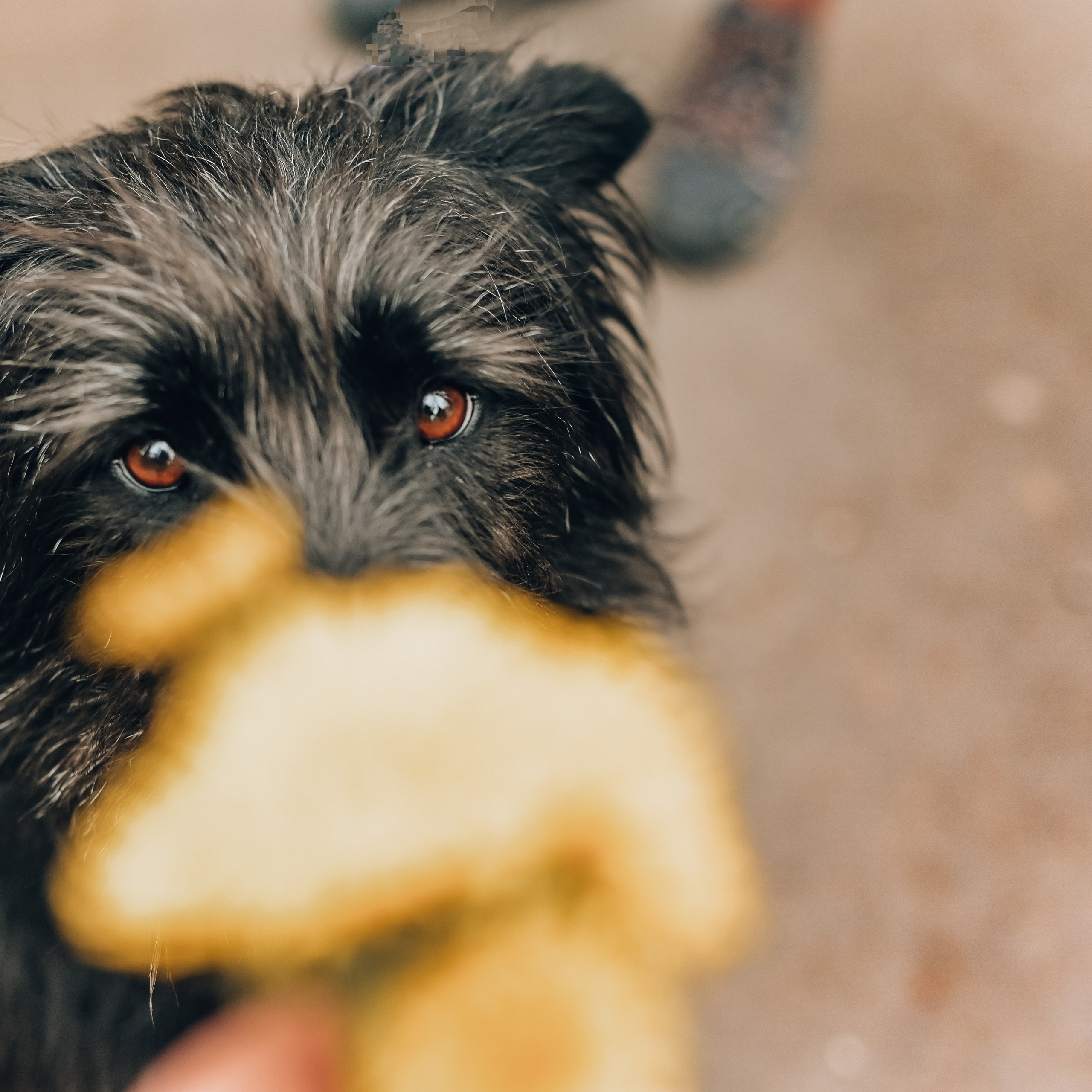 Занятие с кинологом