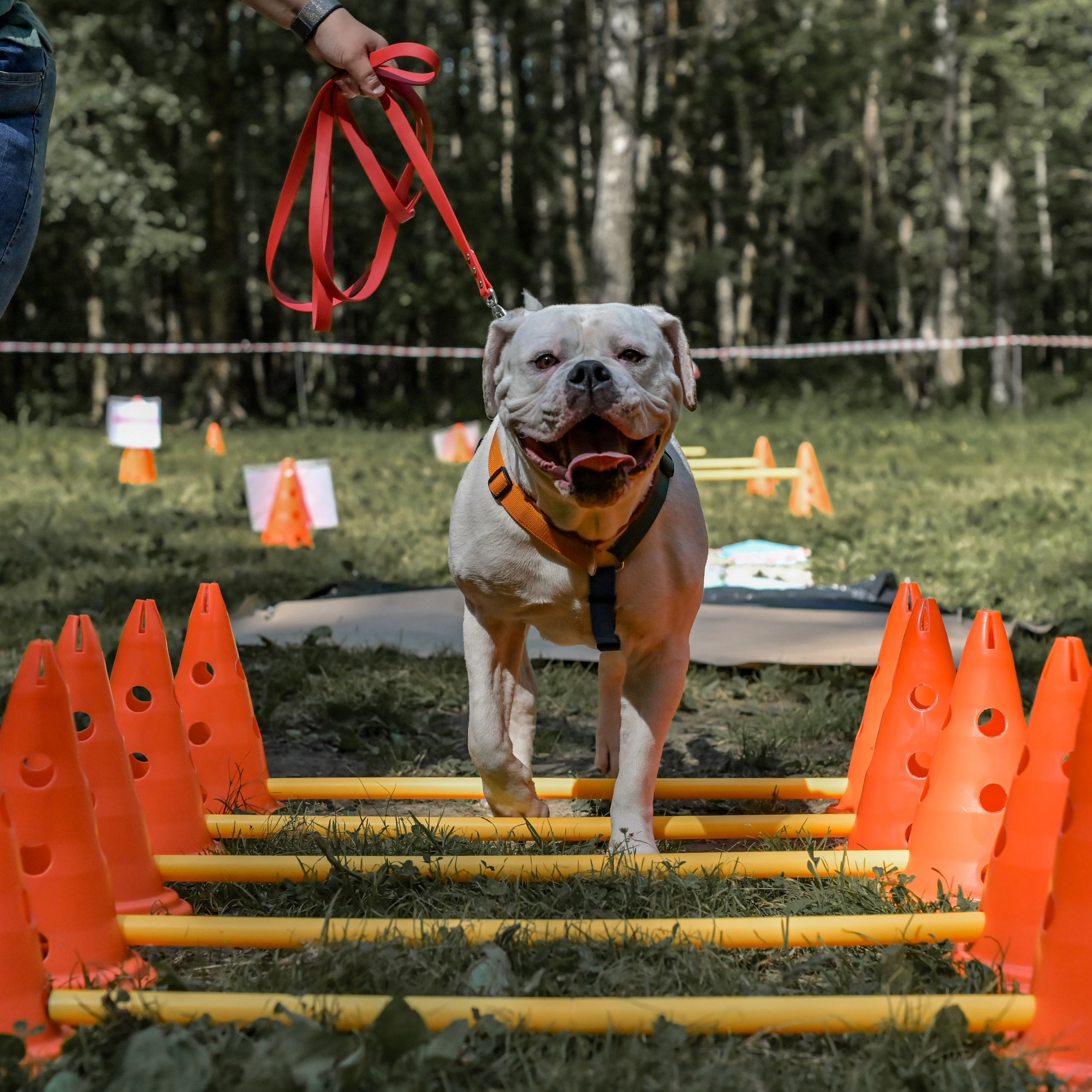 Кинологические соревнования
