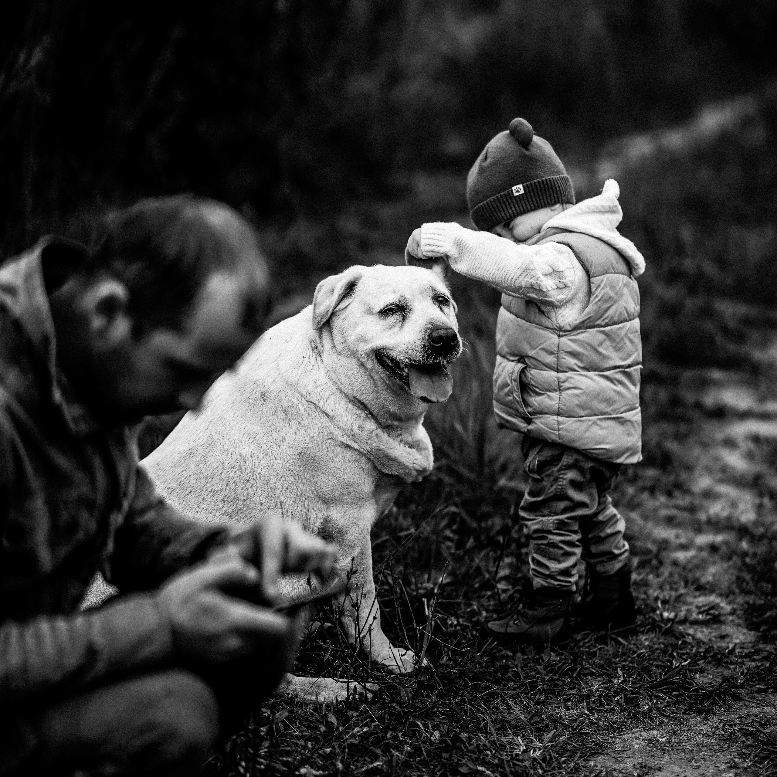 Желтые точки ромашек