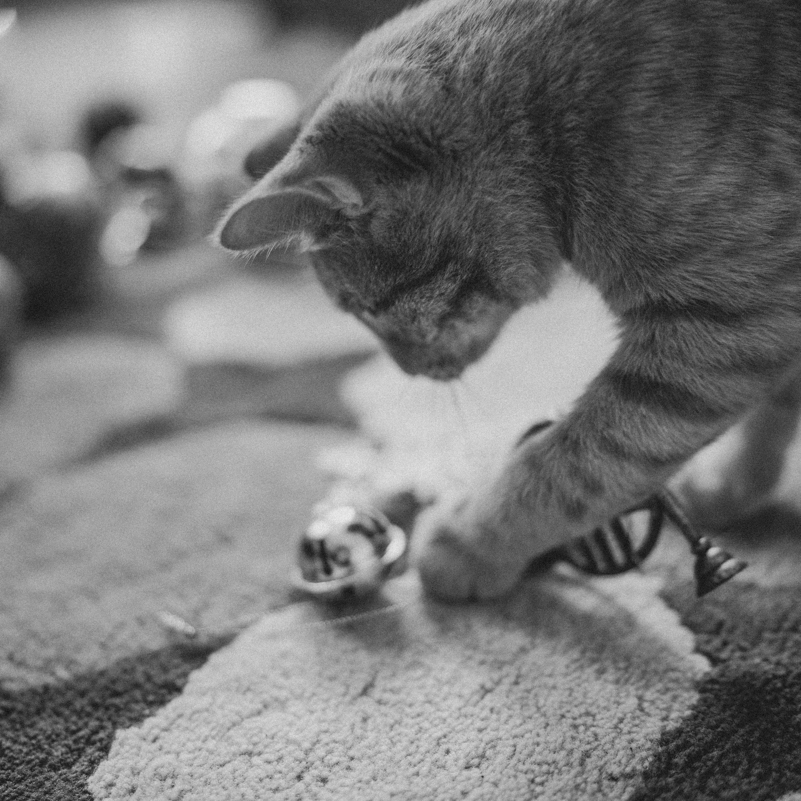 Таня, Вика и Алиса и кот Марс