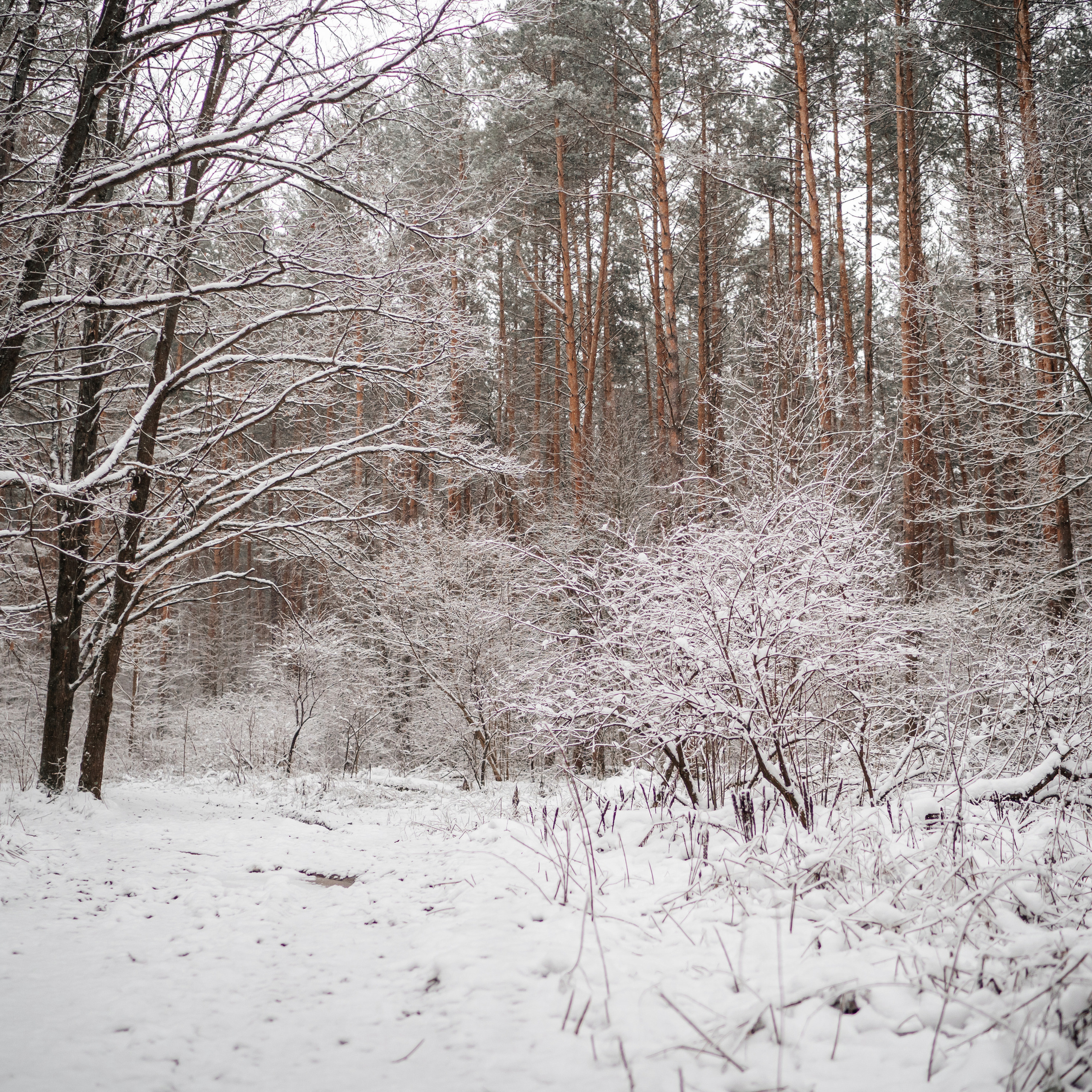 Семейные.Утренние.Лесные кадры