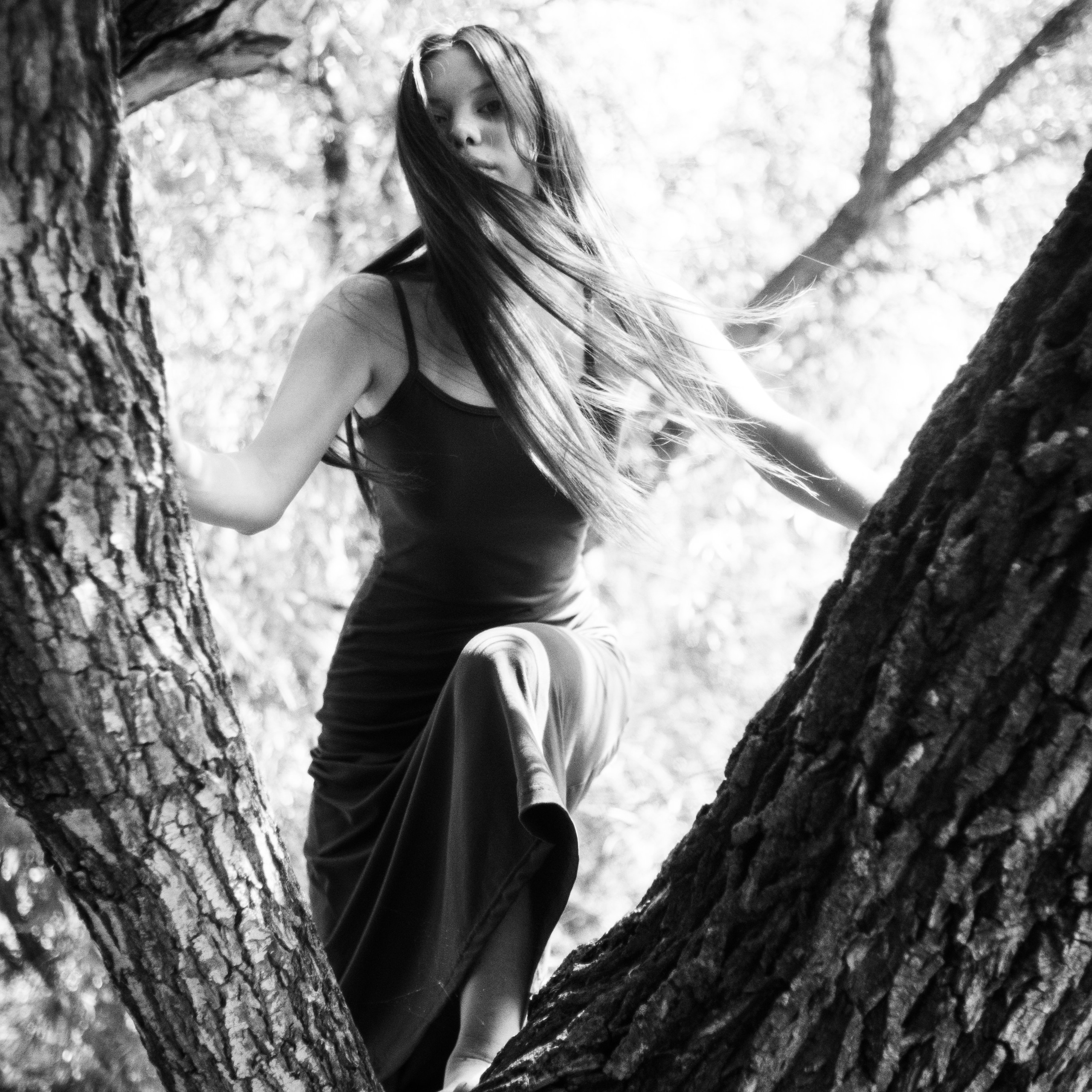 Дарна на дереве