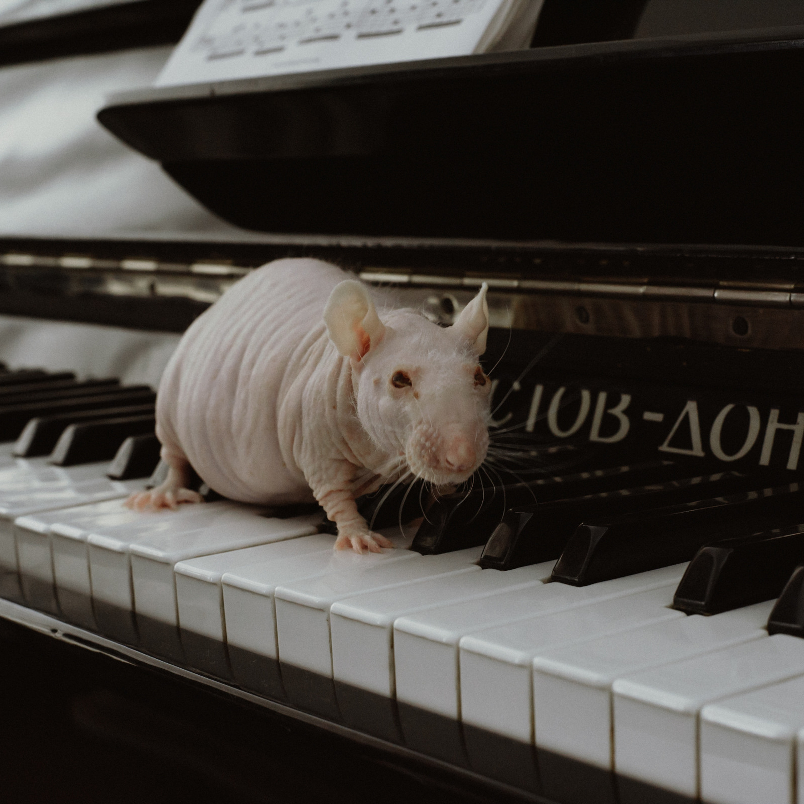 Отзывы. Свадебный фотограф в Костанае