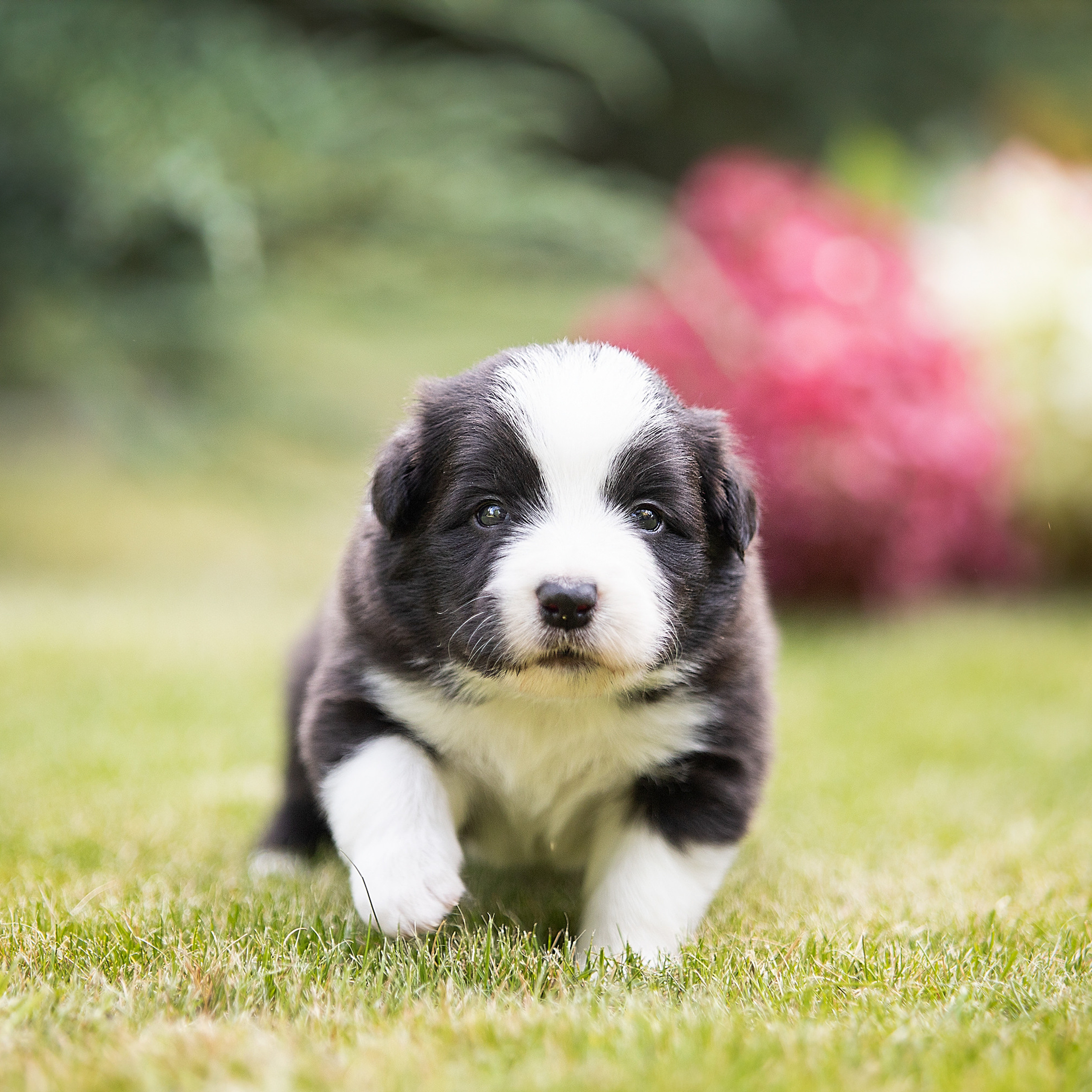 Фотосессии помётов щенков