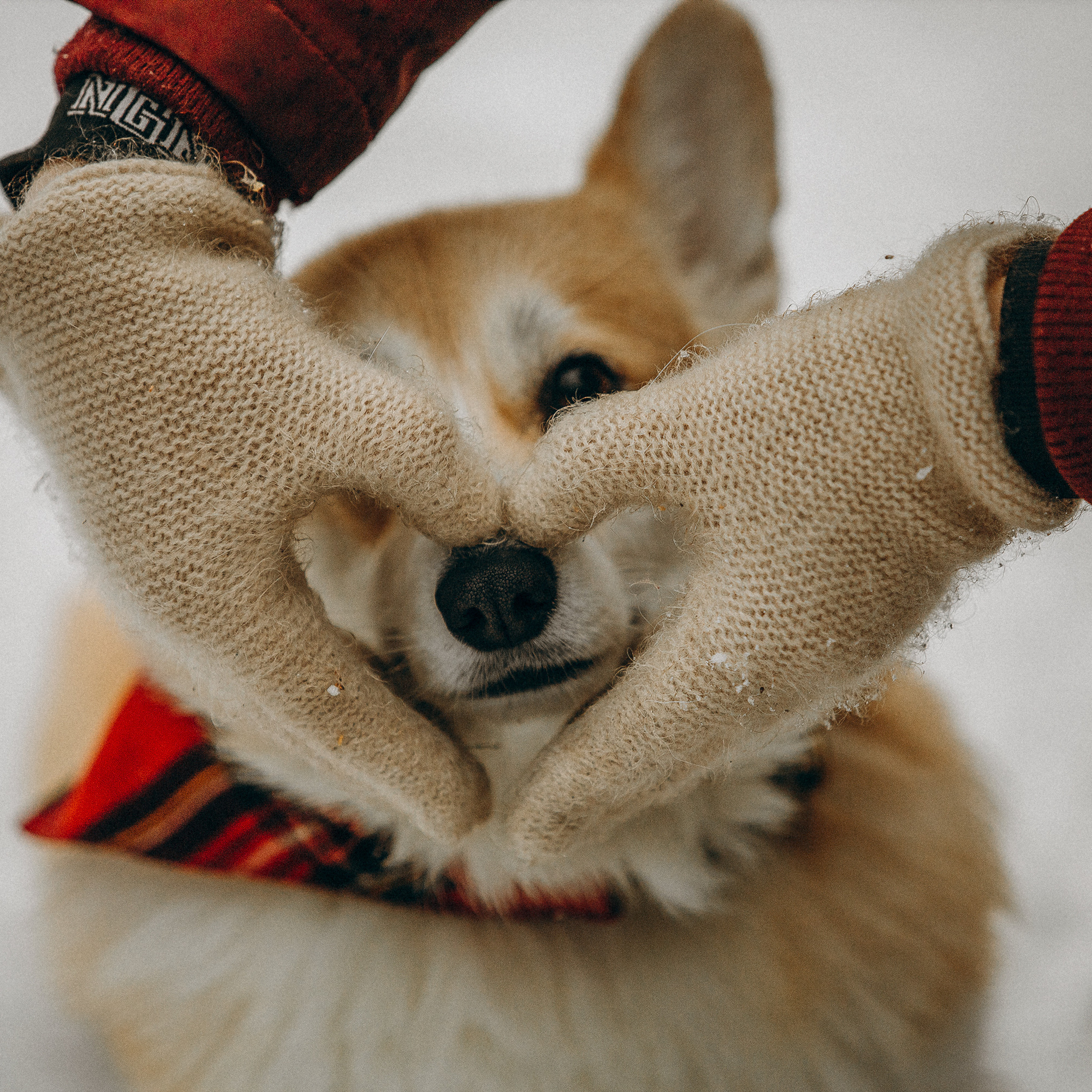 Художественная фотосессия с корги