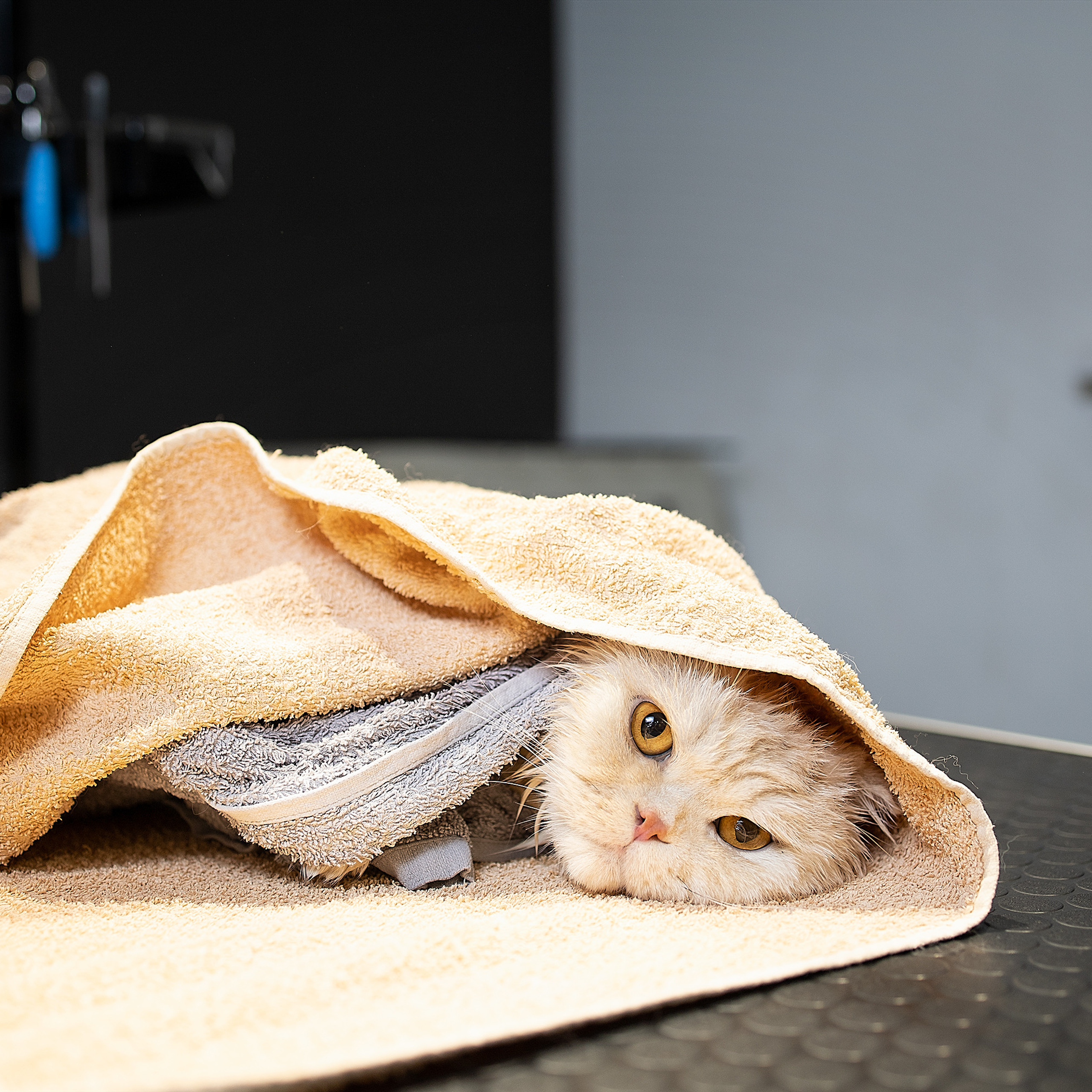 Репортаж из груминг салона