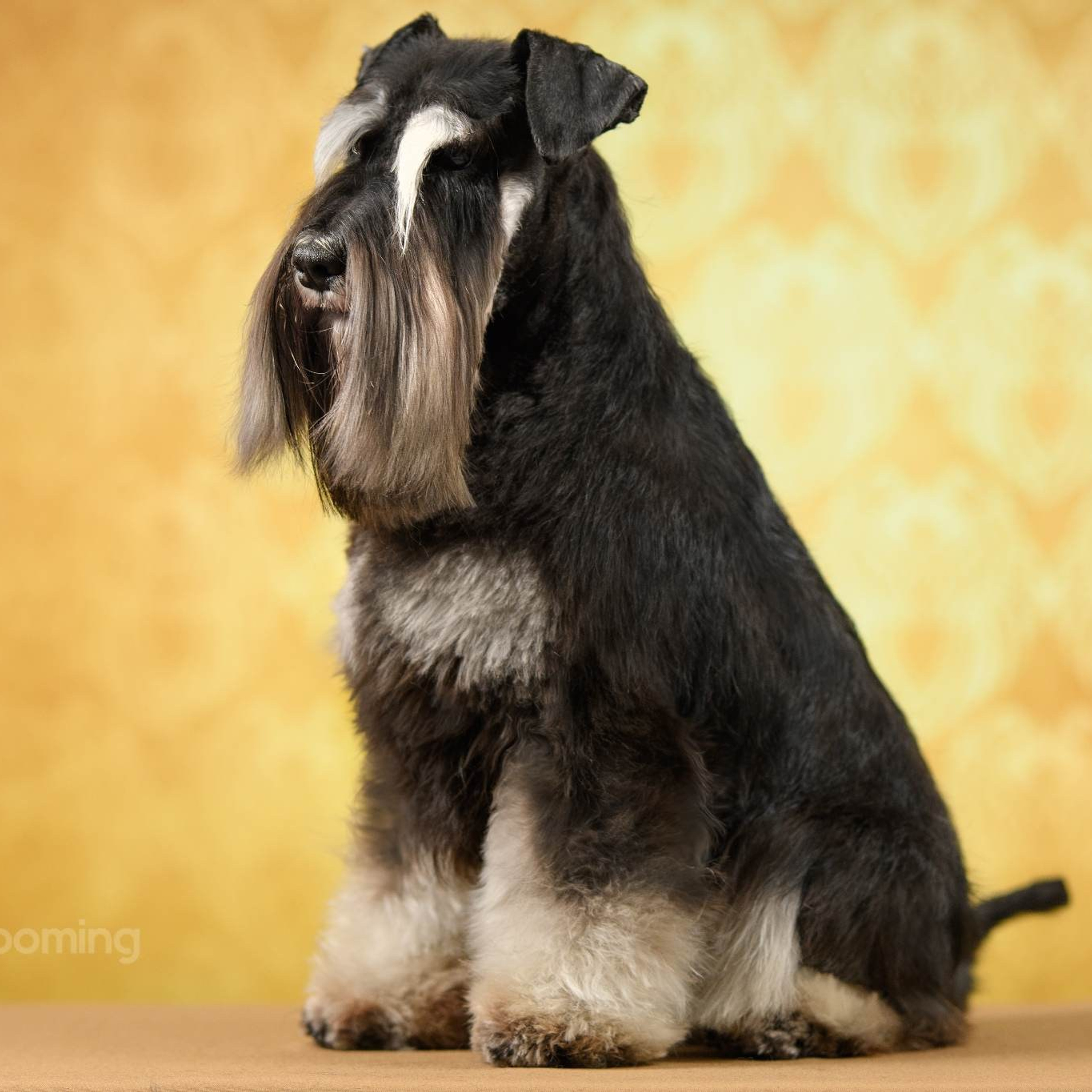 Шайн/Delinso Balance Oushen Moonshine