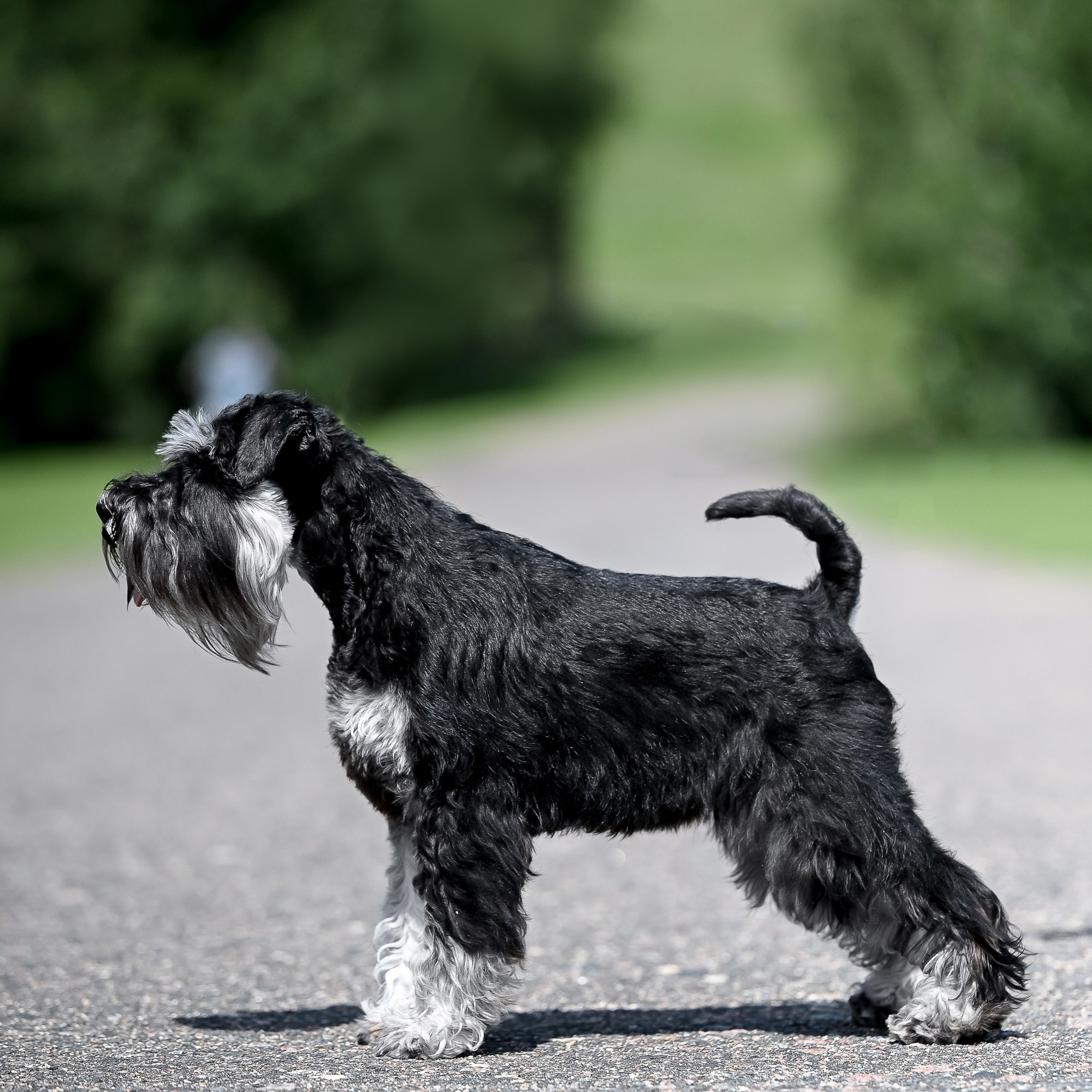 Зари/DELINSO BALANCE CZESARIA ZARI