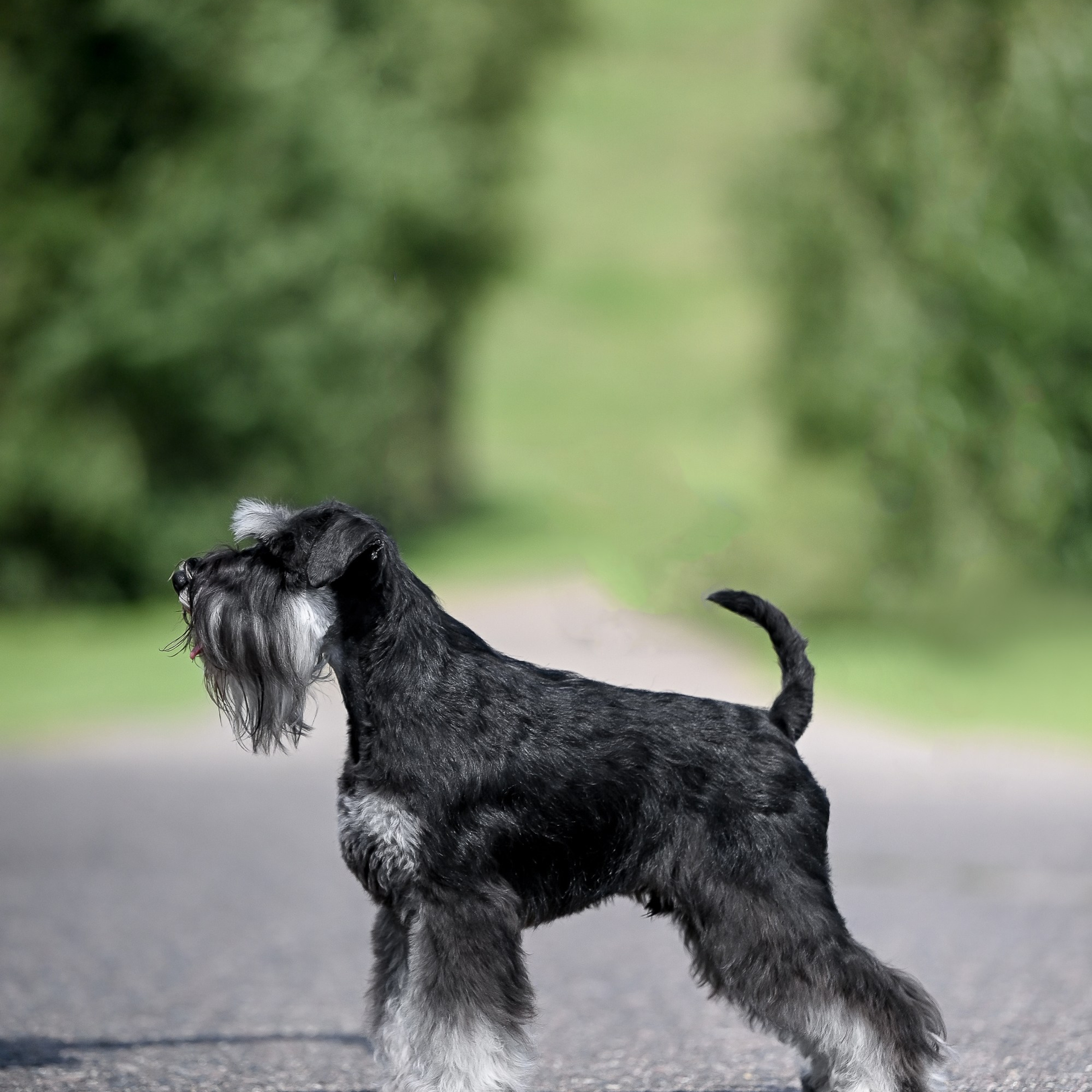 Цафир/ Delinso Balance Сzafir Lumier