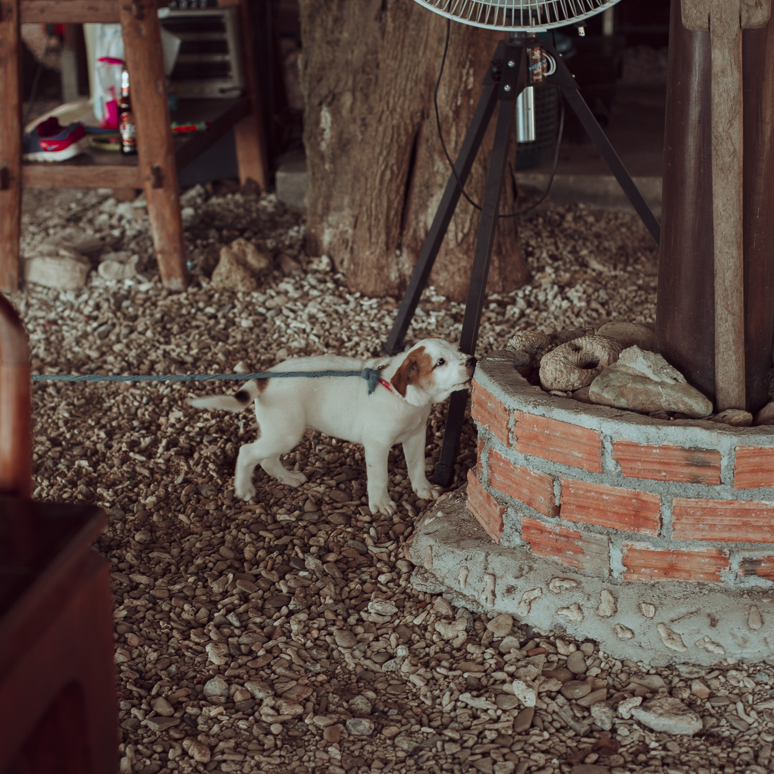 Самуи Собачий остров