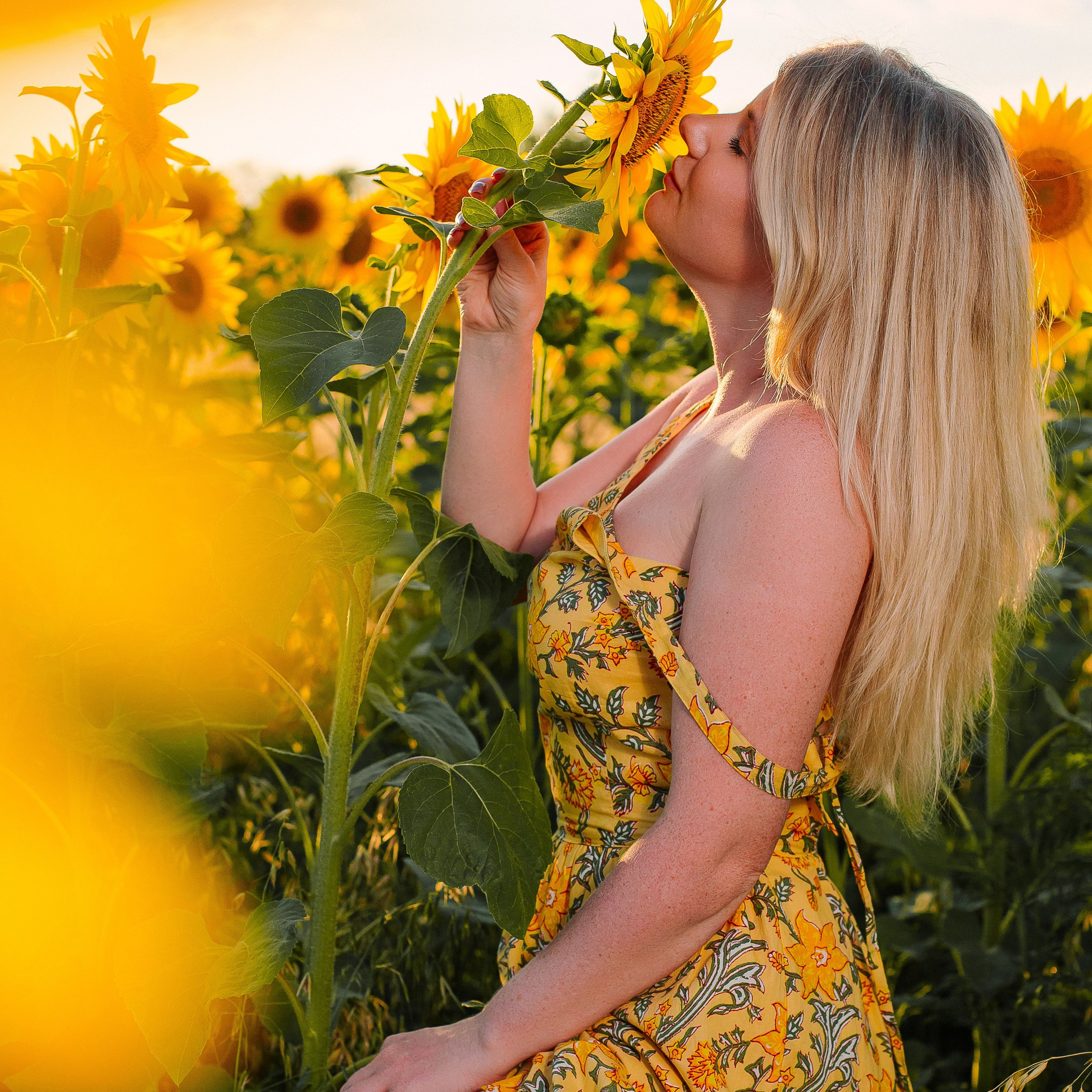 Подсолнухи