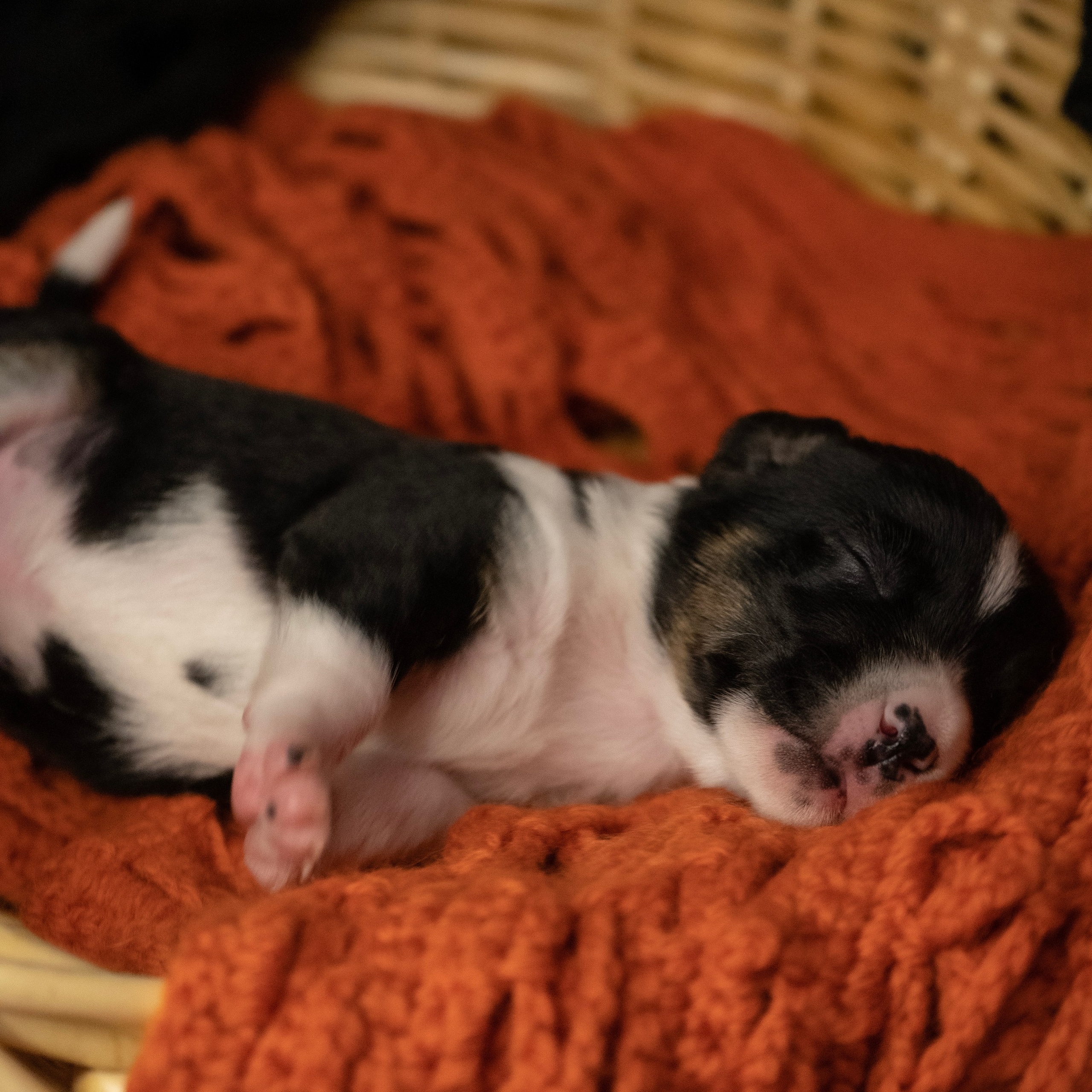 Фотосессии Пушистиков