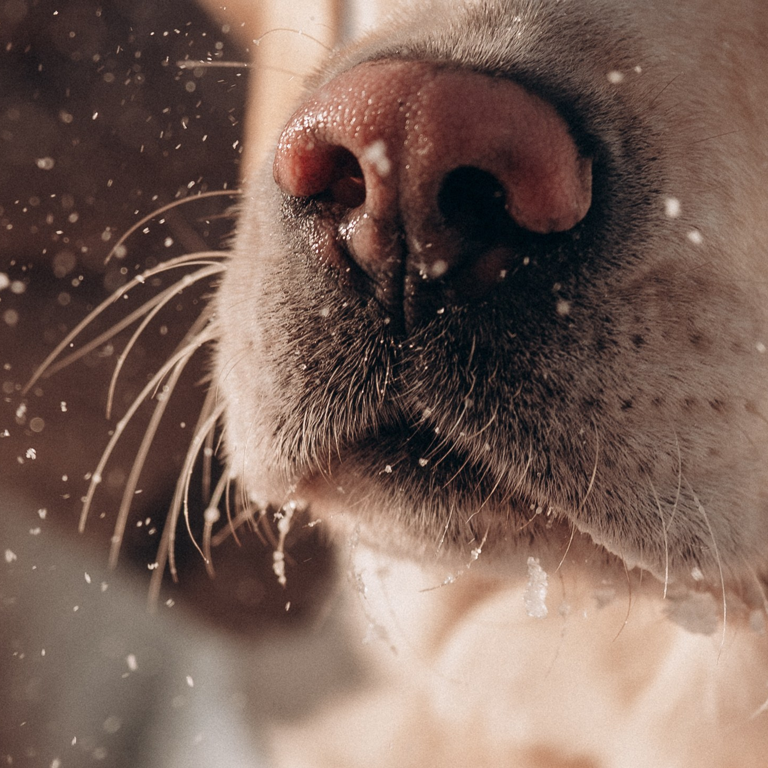 Анна, Влад и Рони