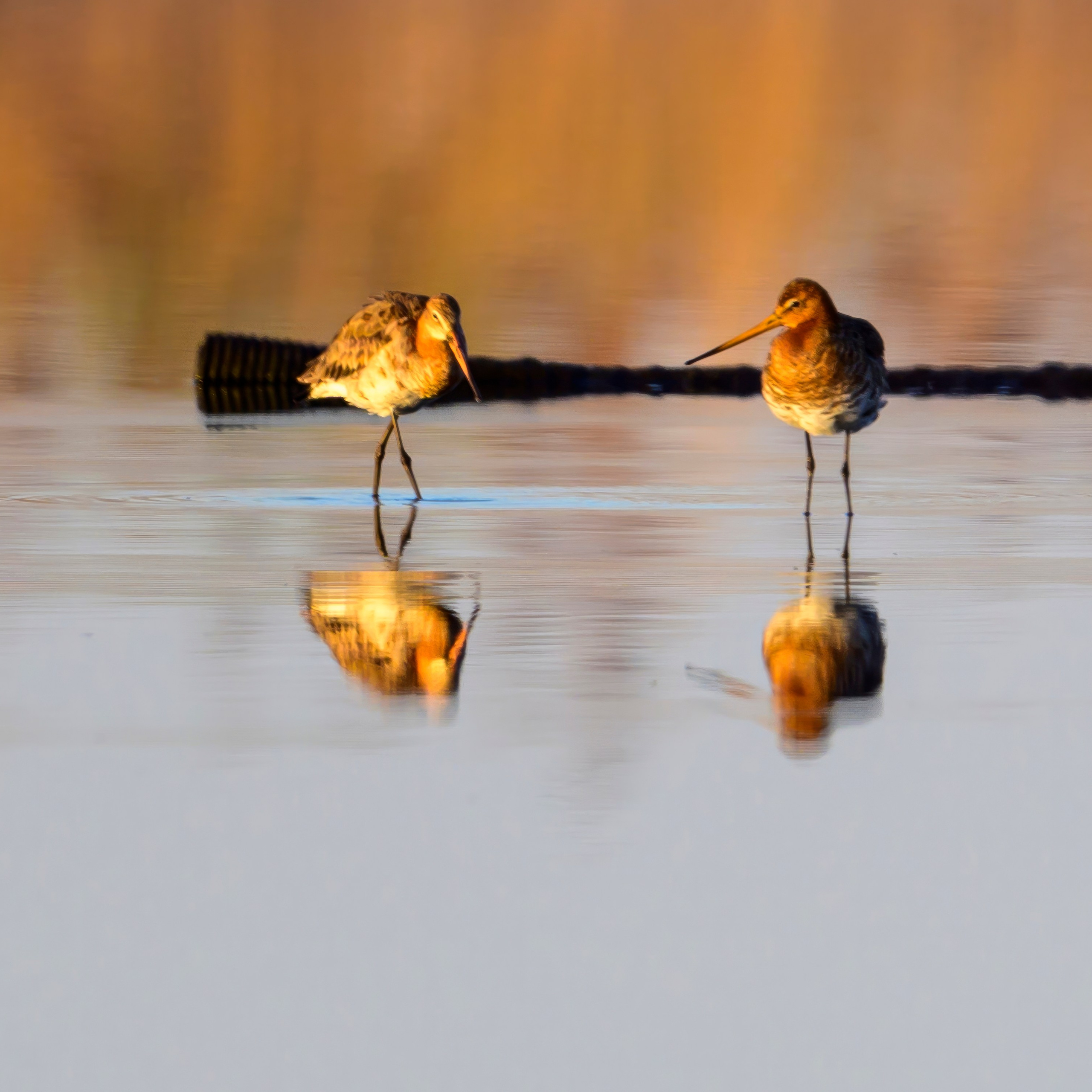 Совы и сороки. Wildlife photography by Sergey Puponin