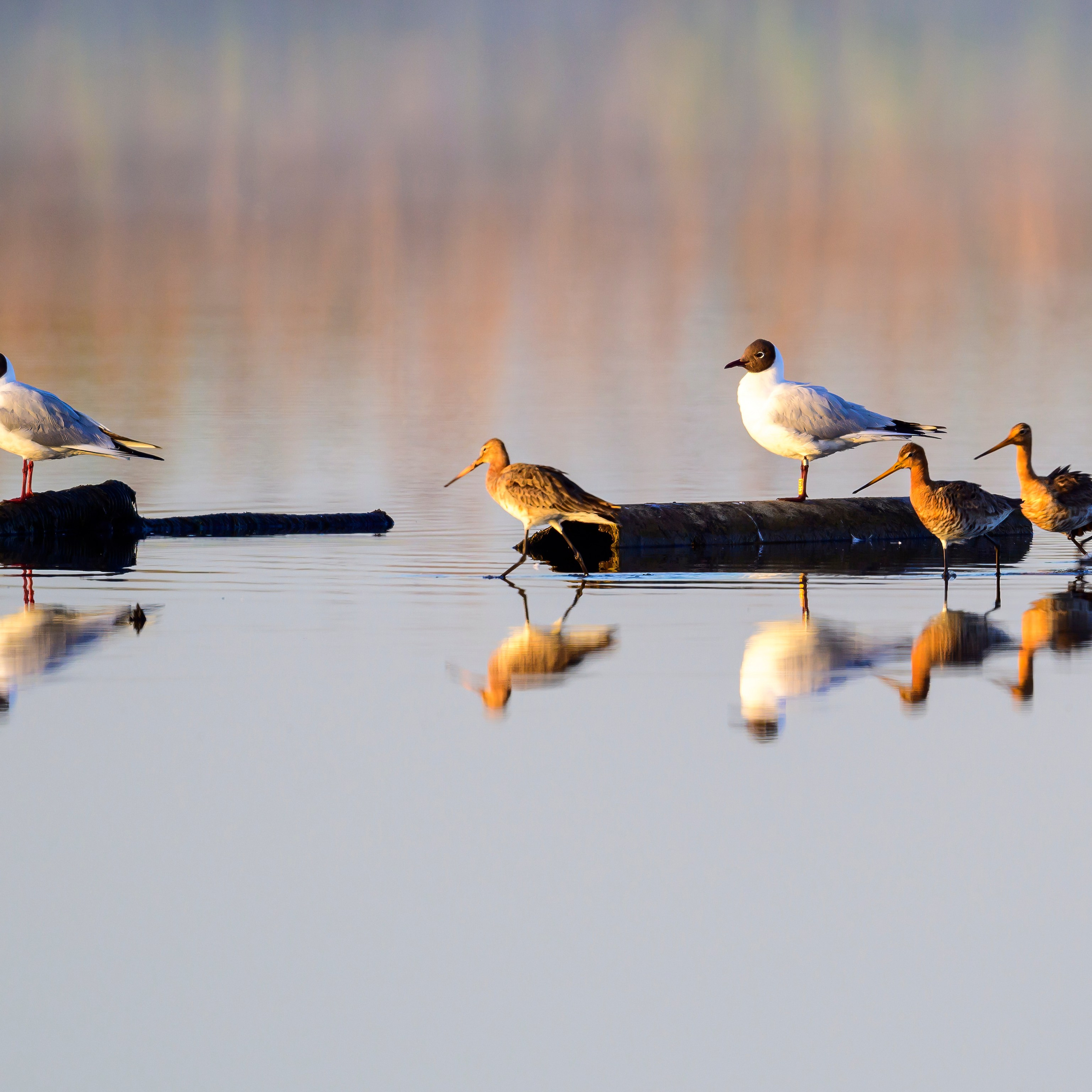 Совы и сороки. Wildlife photography by Sergey Puponin