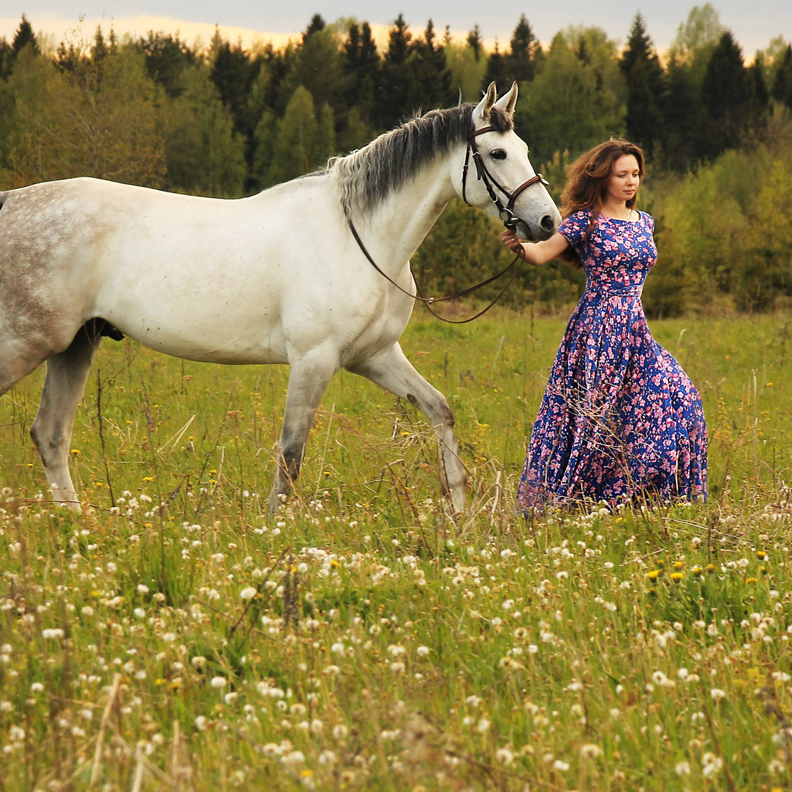 Красавица и конь