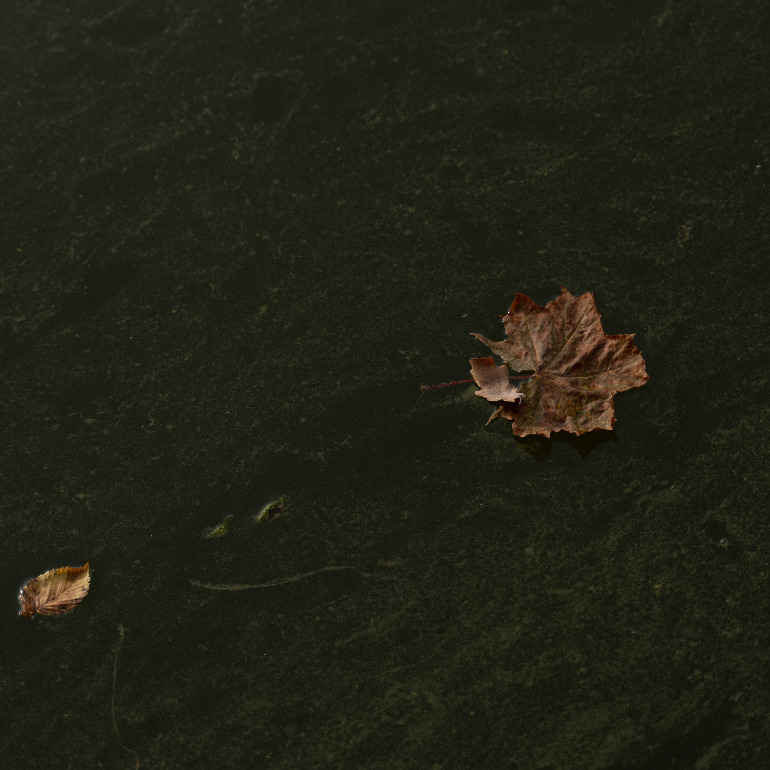 Отзывы. Семейный фотограф и фотограф Таинств Крещения (Венчания) г. Саратов