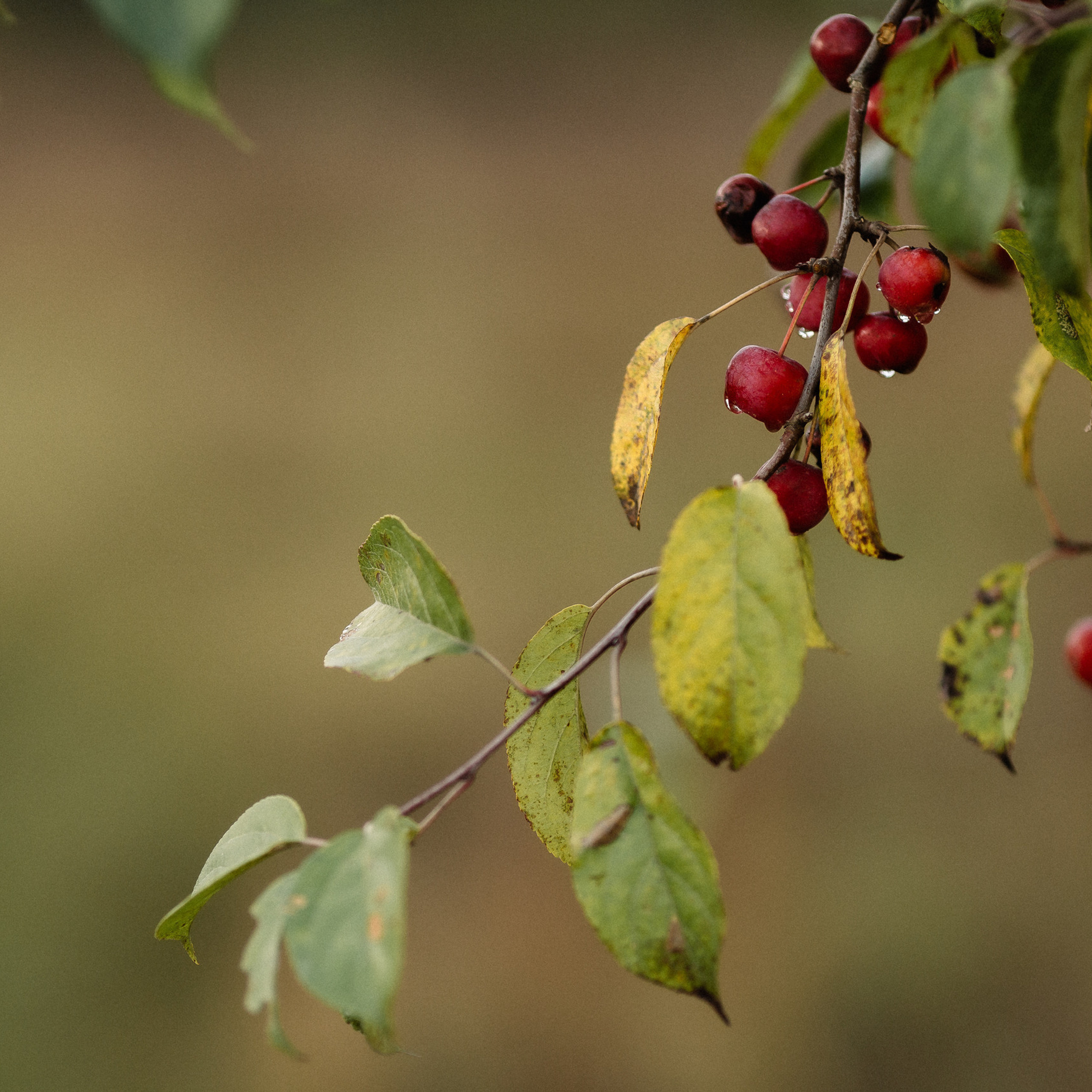 Отзывы. Фотограф Петр Капралов