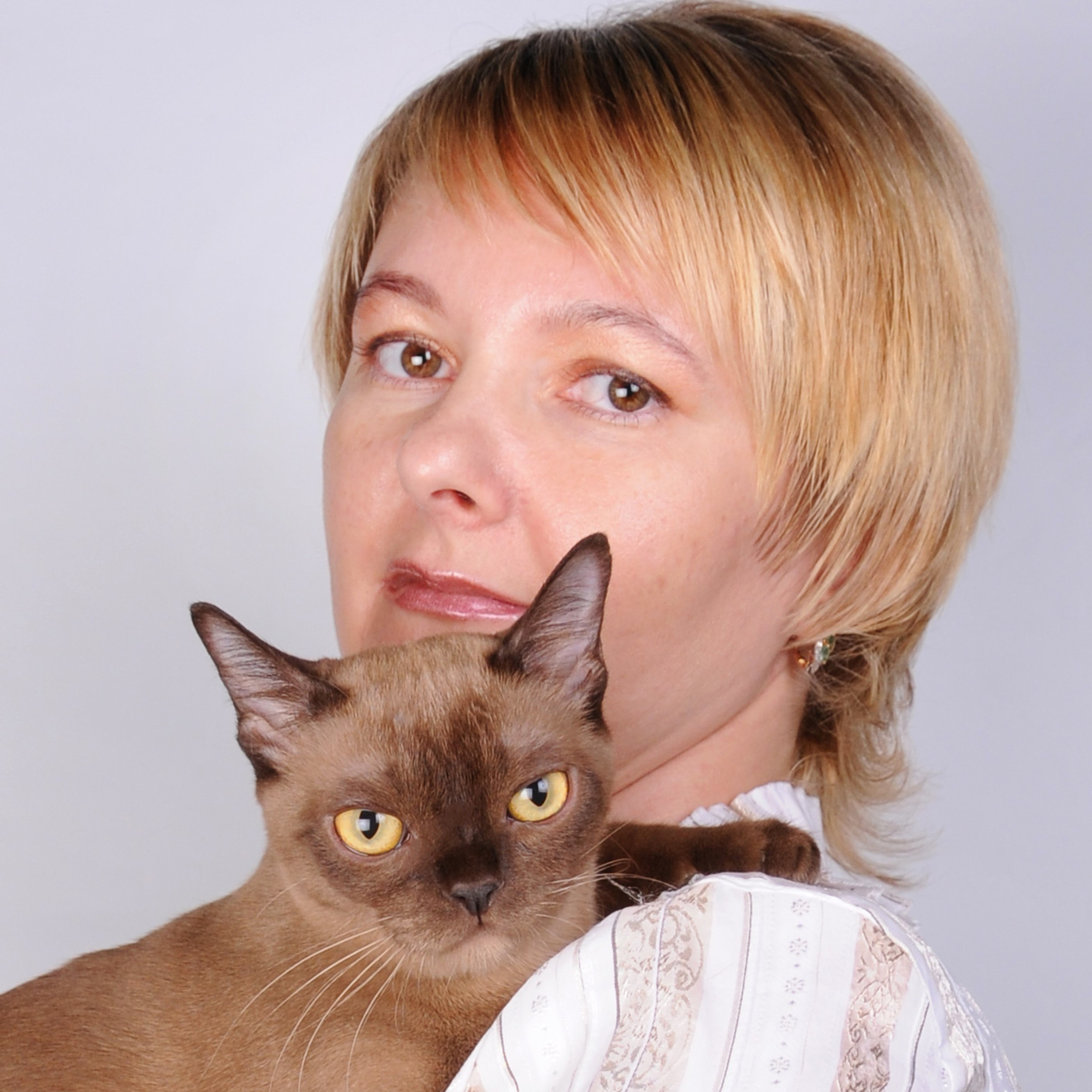 Котёнок американской бурмы. Las Burmas — питомник американской бурмы традиционных линий