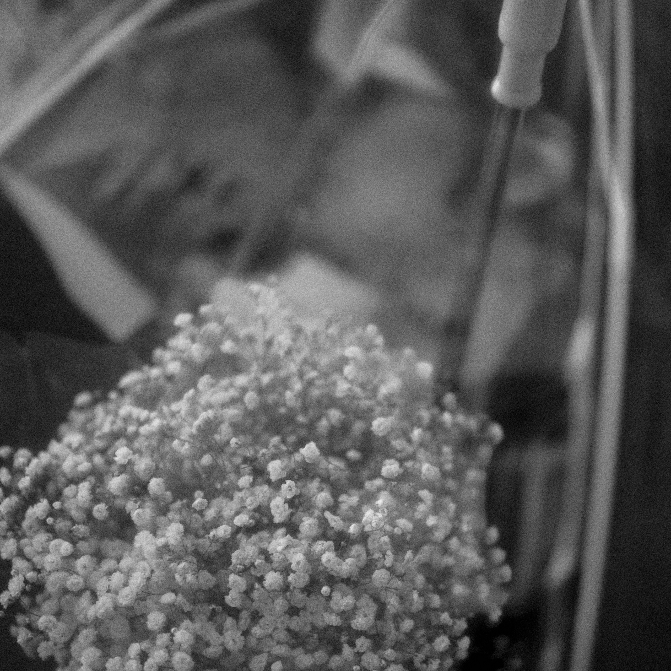 Свадебнный фотограф в Гатчине