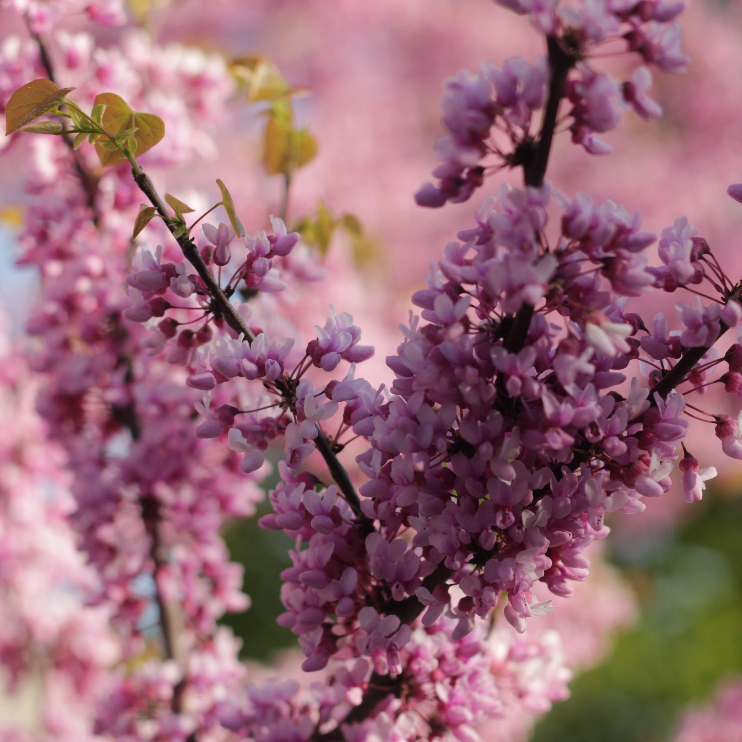 Отзывы. Вера Пьянцева семейный, свадебный и парный фотограф в Санкт-Петербурге