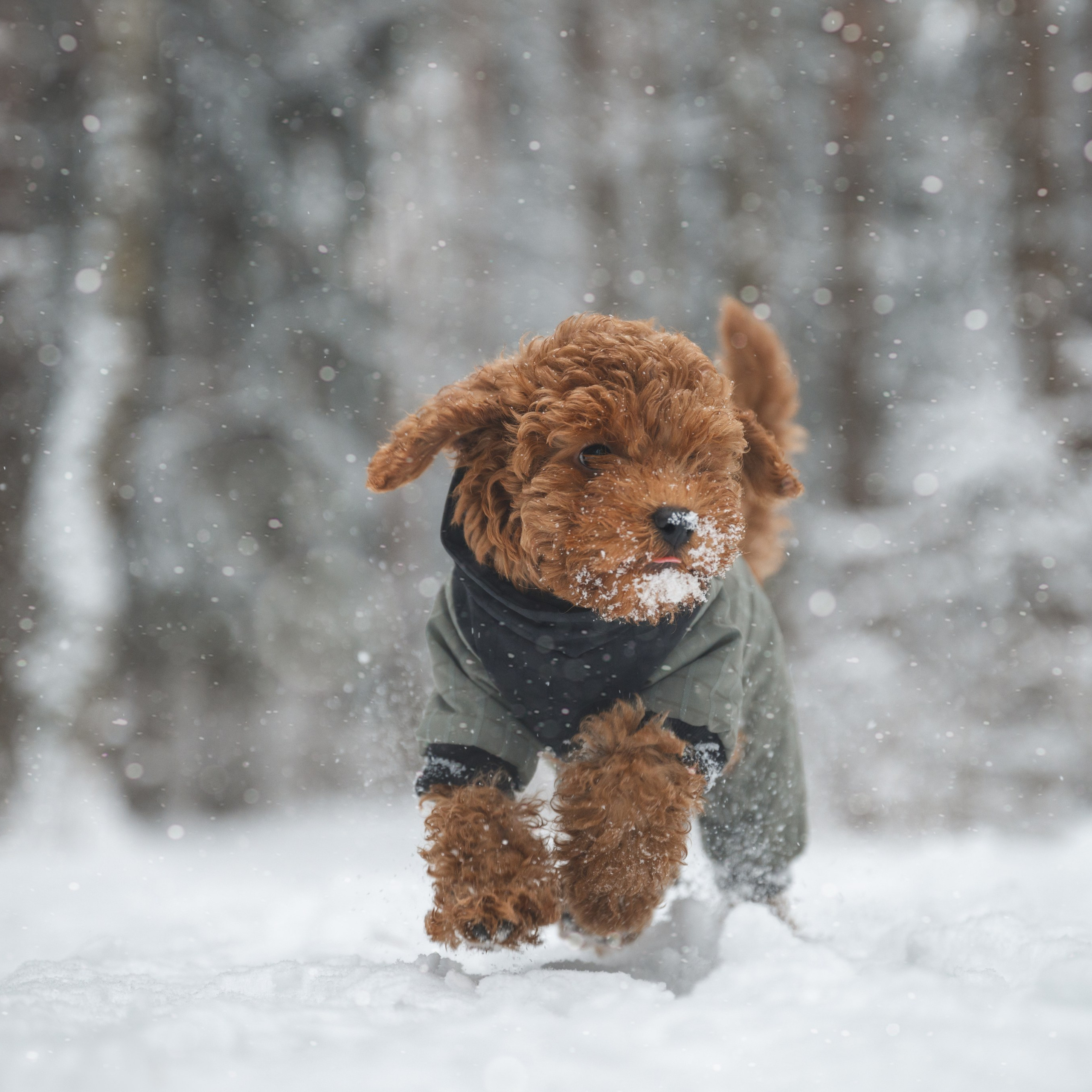 Щенок пуделя