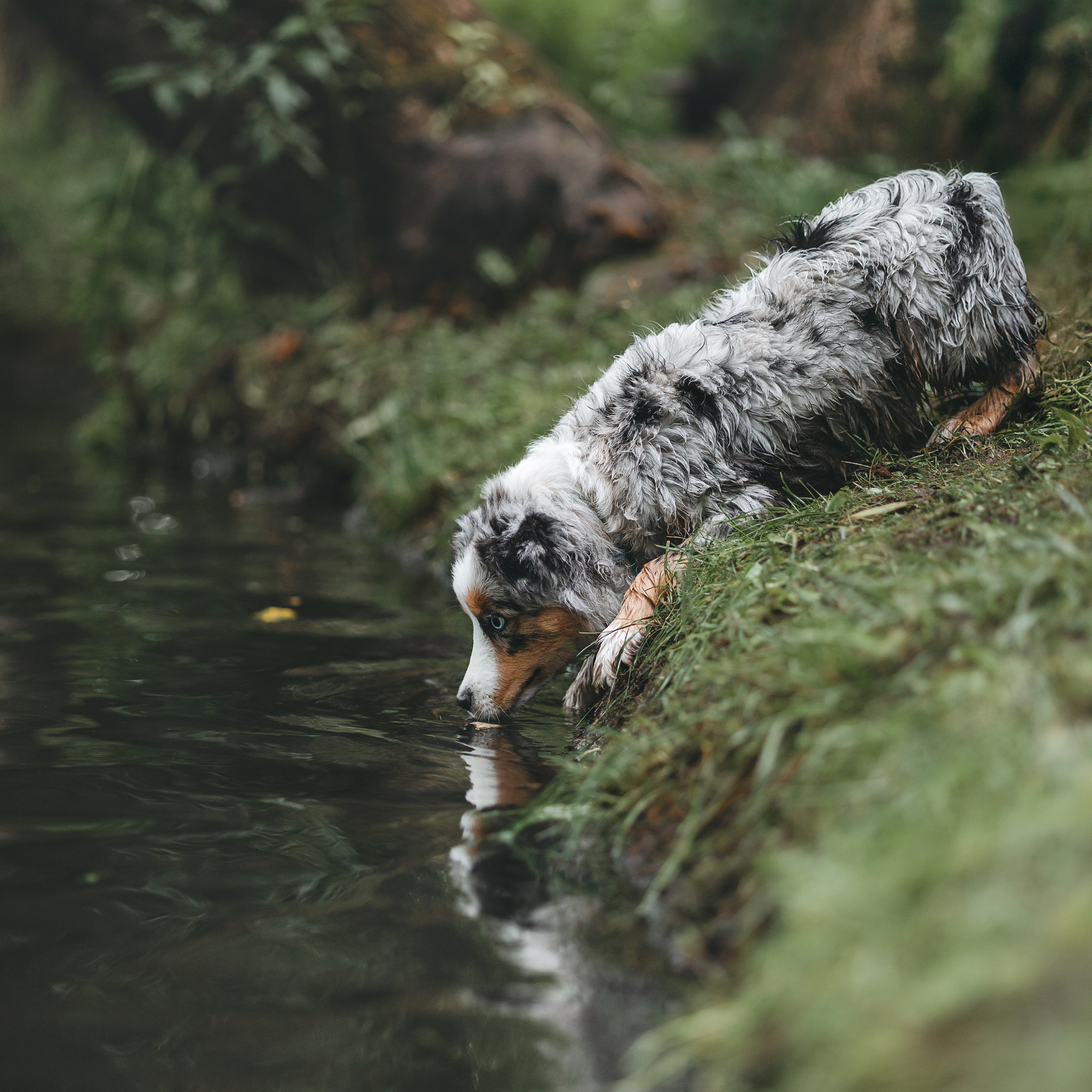 Щенок Австралийской овчарки