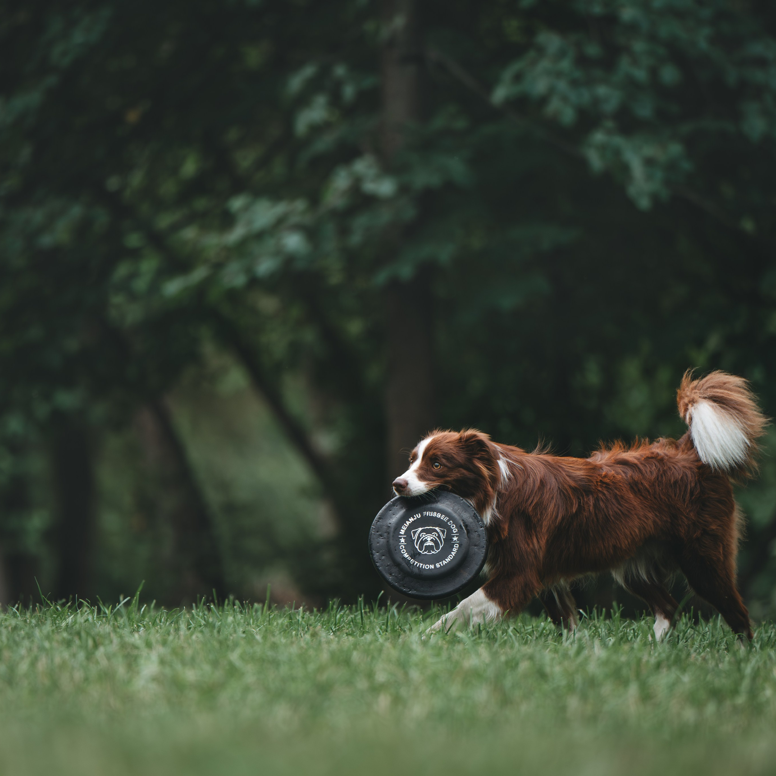 Бордер Колли