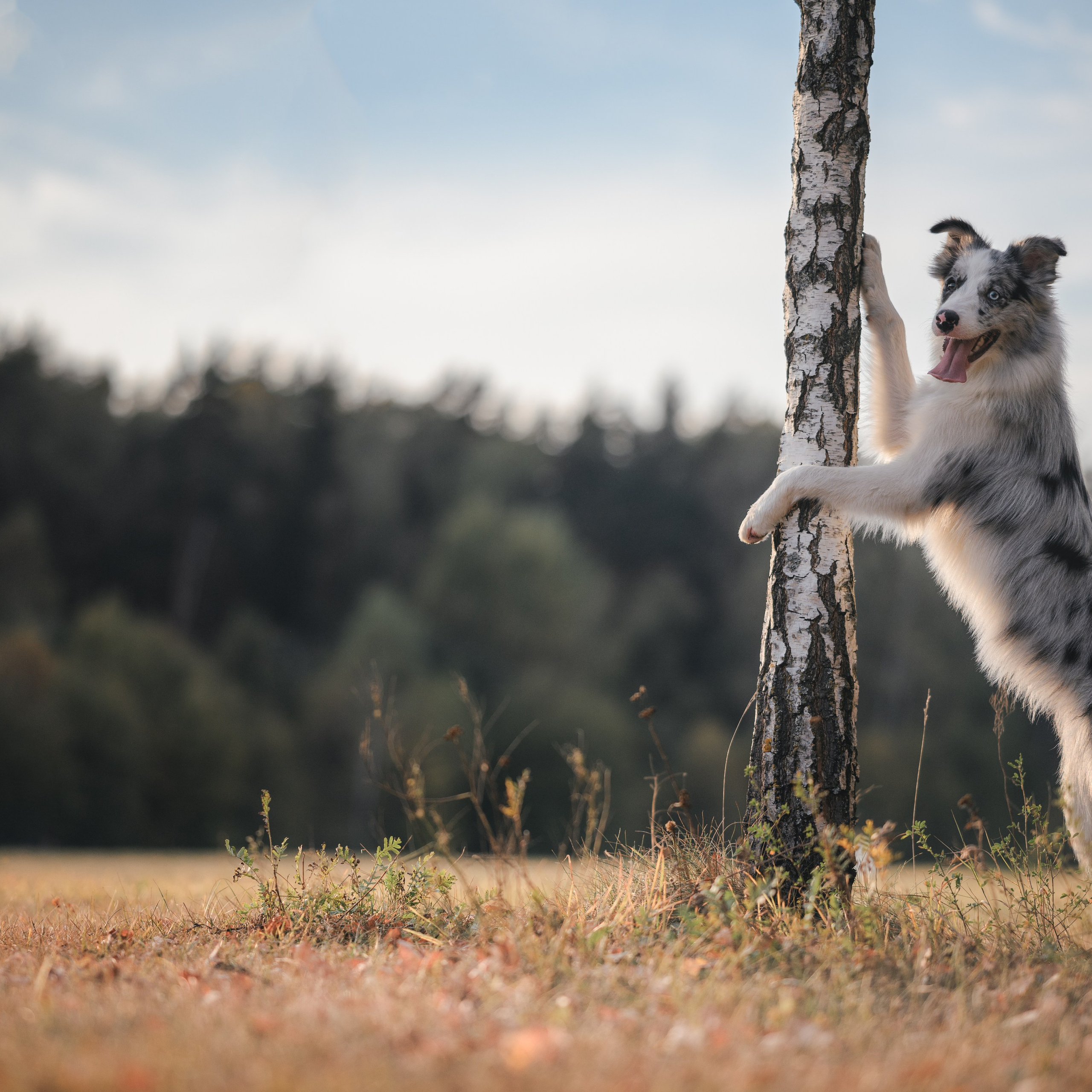 Прогулка в Мещерском парке