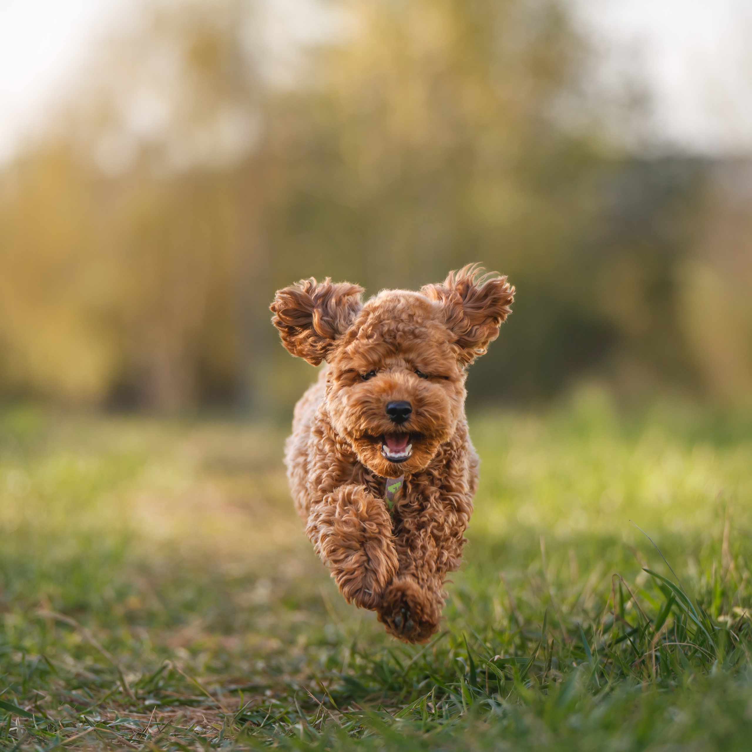 Пудель на закате