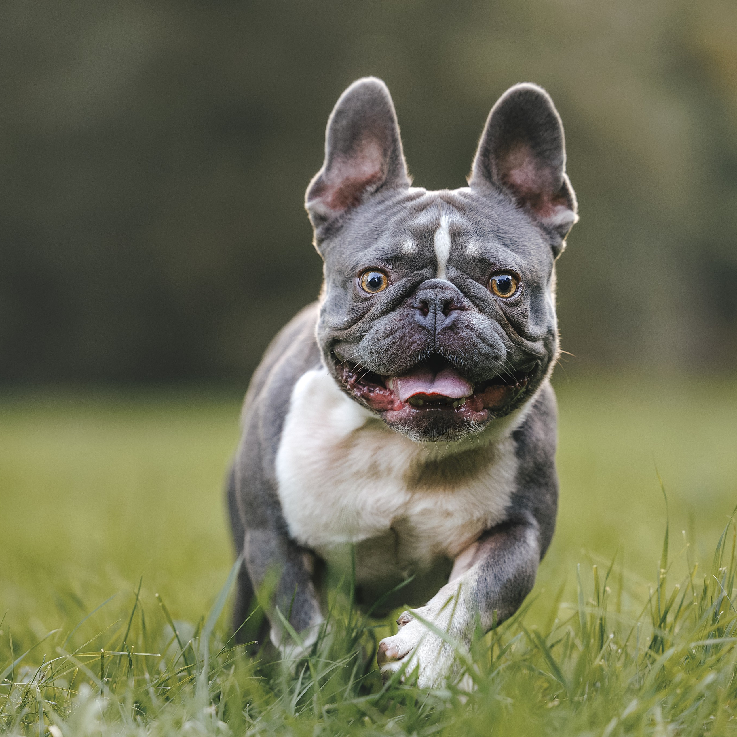 Французский Бульдог в Воронцовском парке (в обработке)