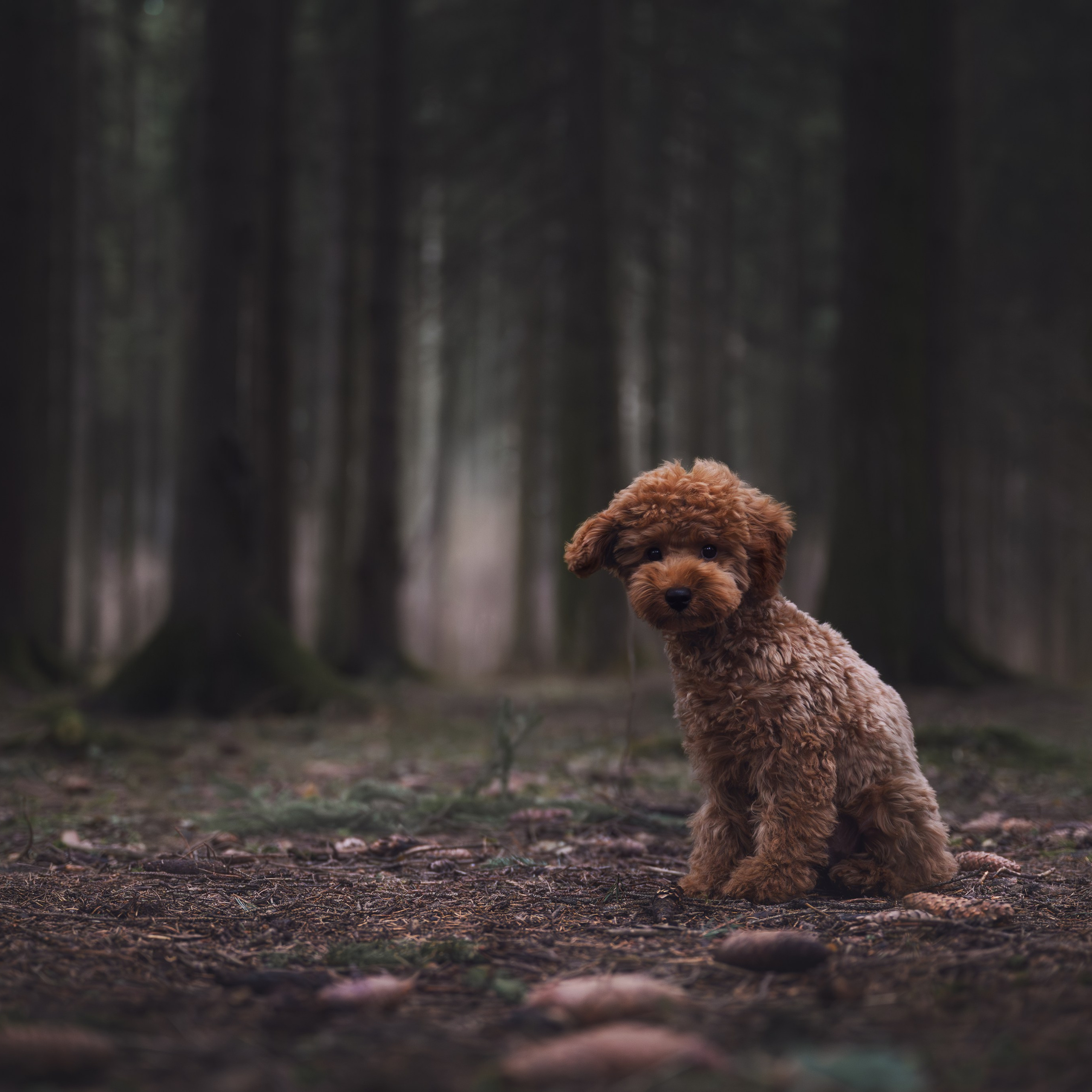 Пудель в лесу