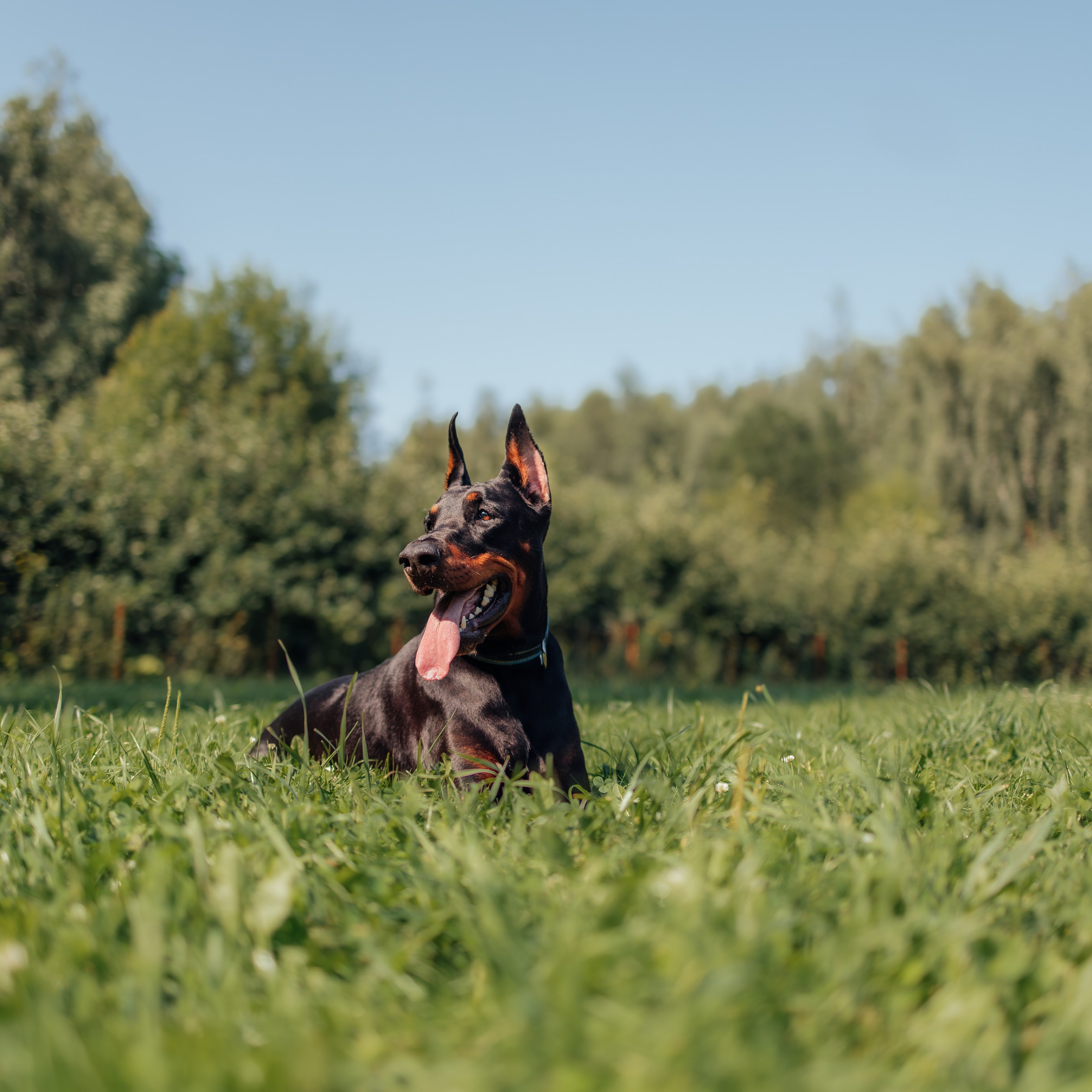 Доберман Айза