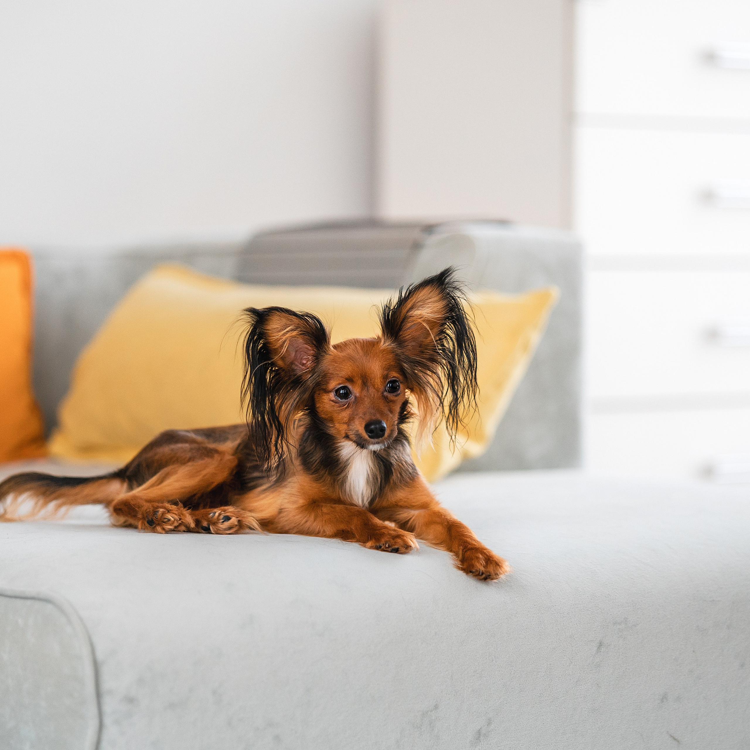 Малыши Той Терьер