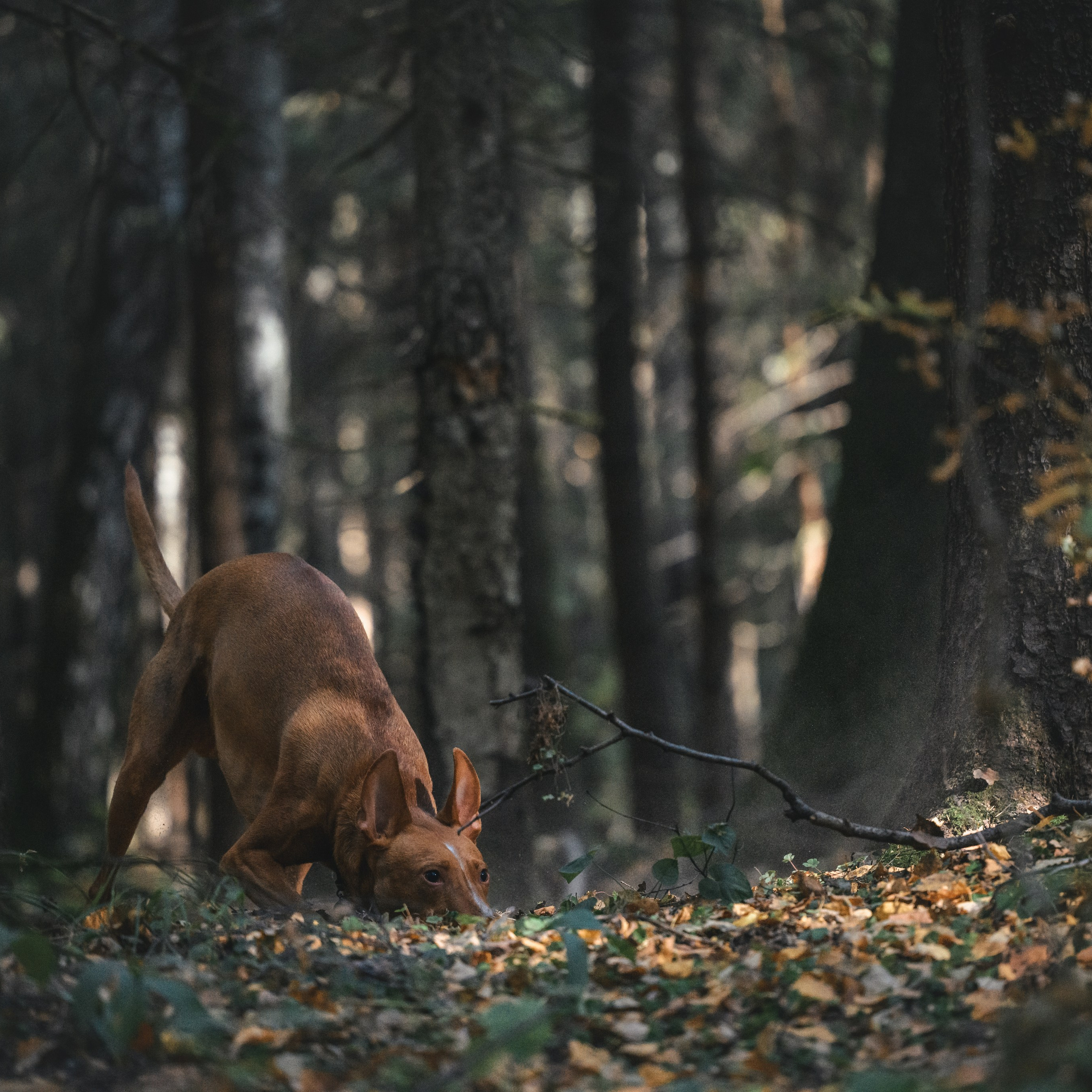 Чирнеко. Лесная прогулка