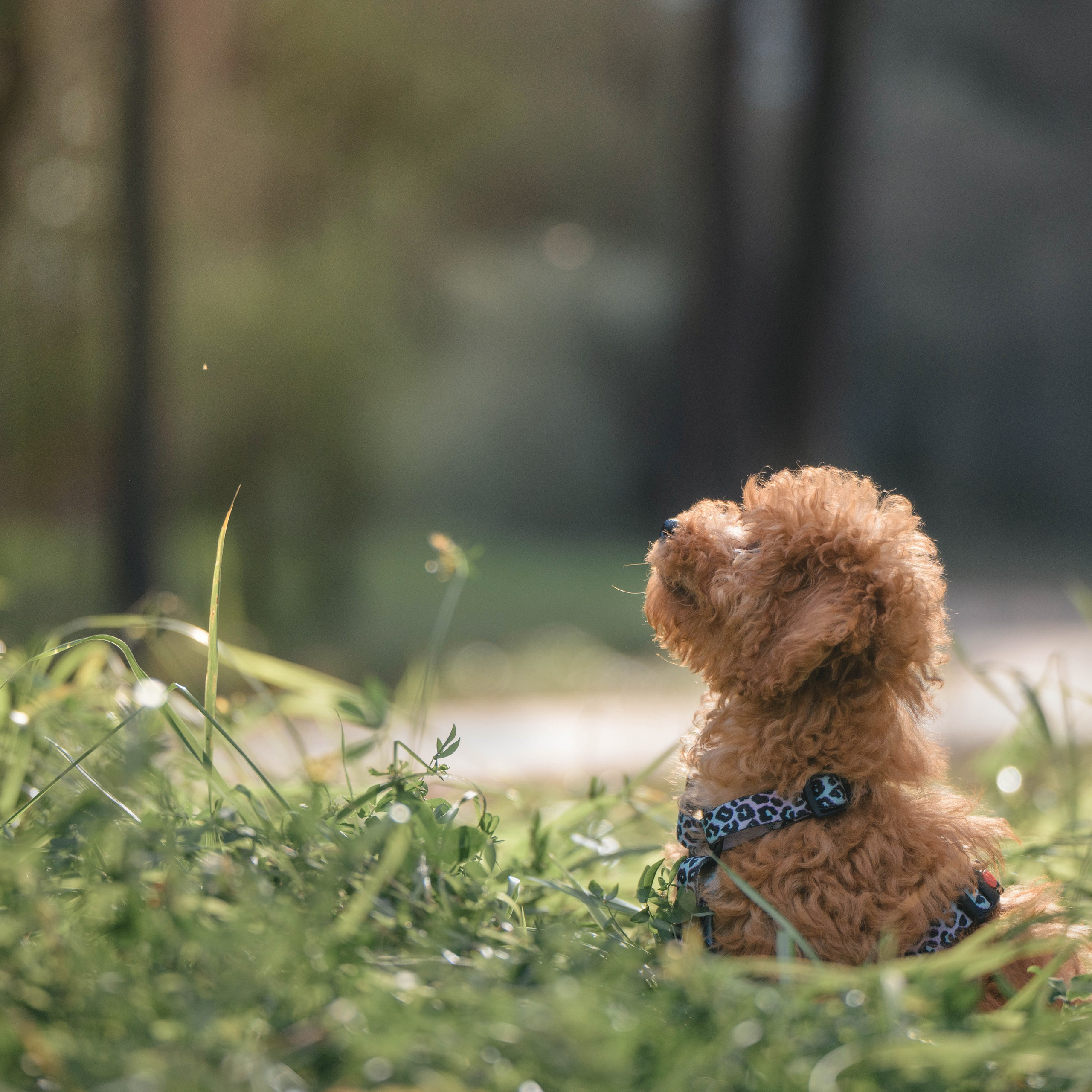 Щенок той-пуделя