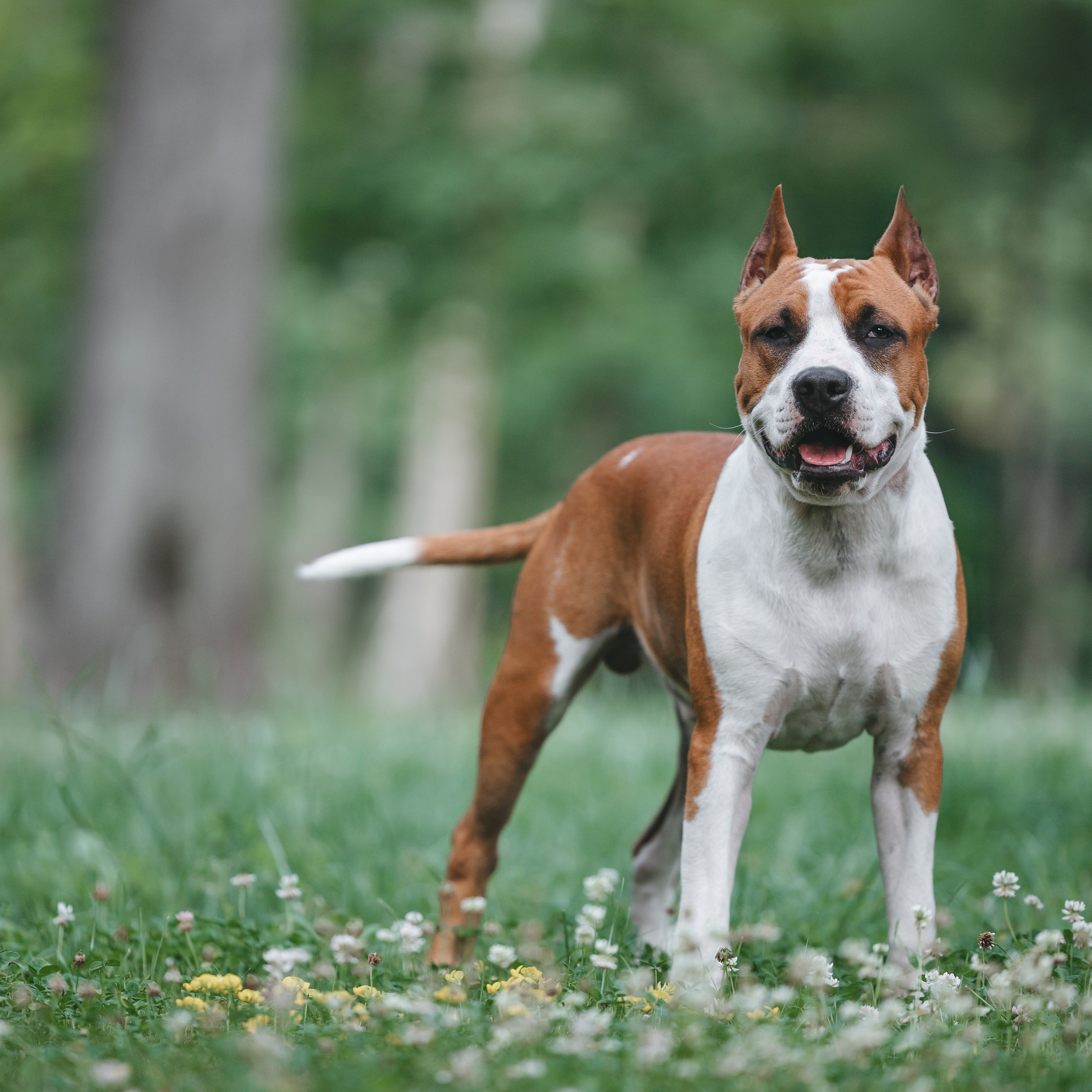 Американский стаффордширский терьер