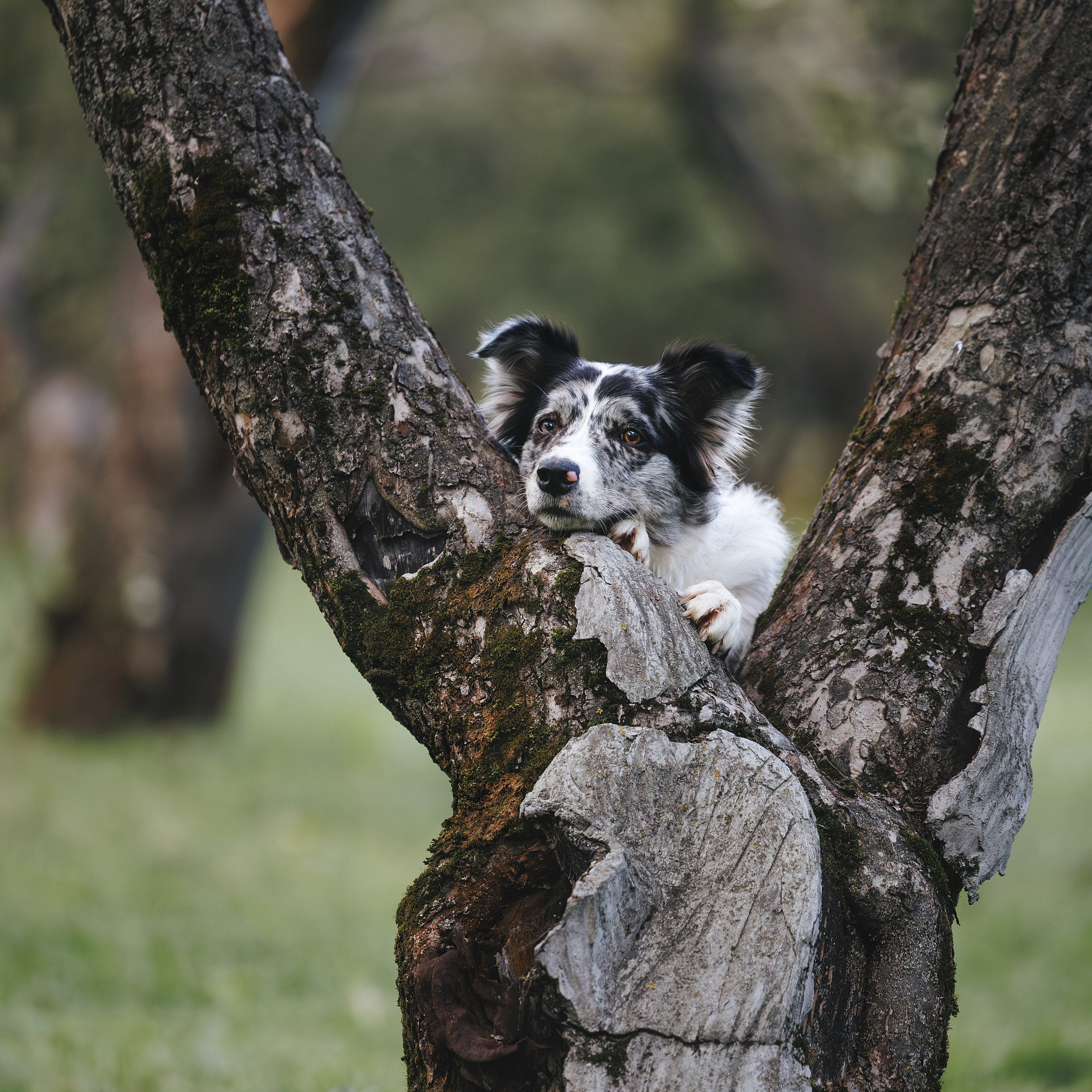 Бордер Колли